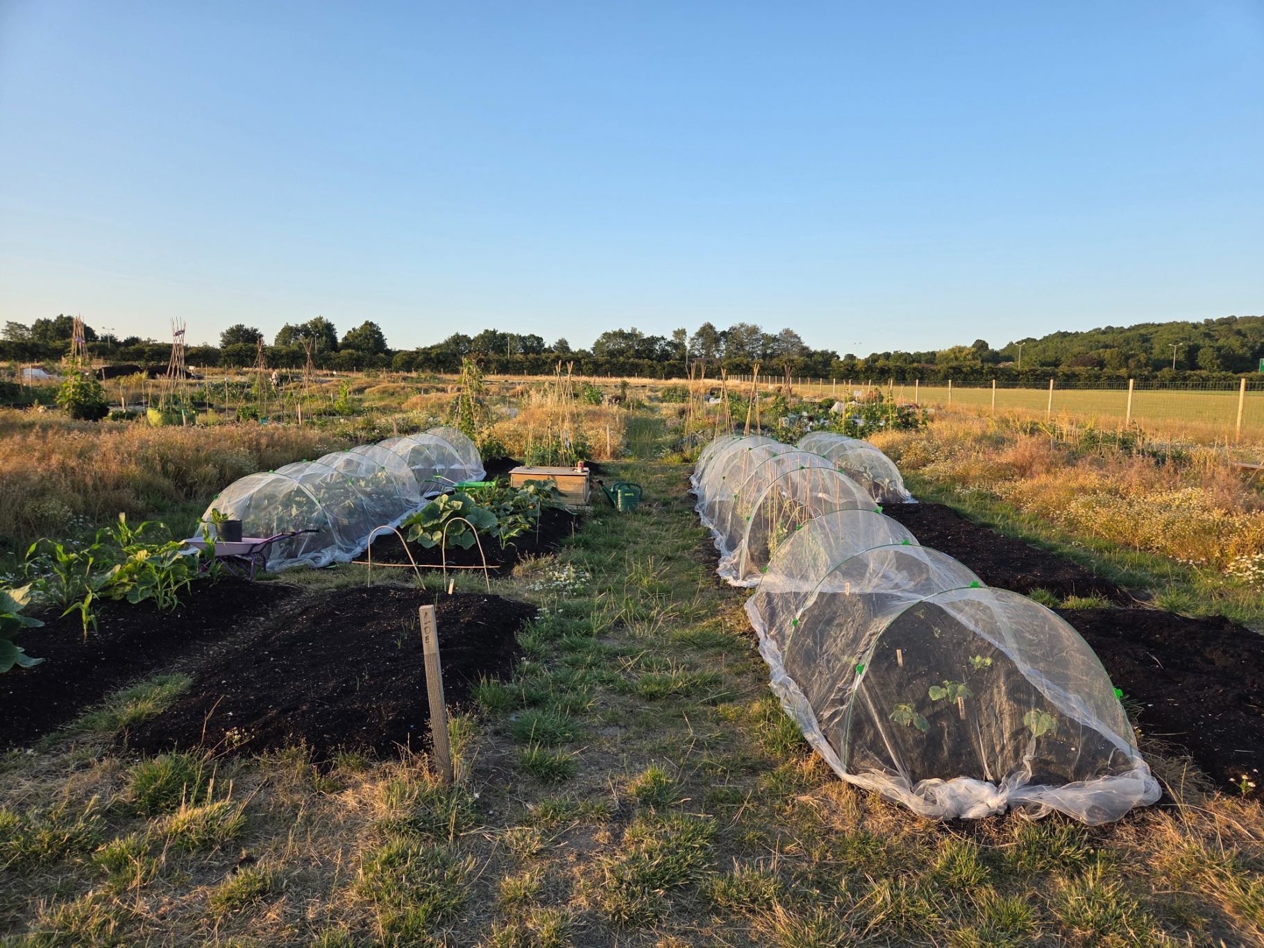 Vegetable garden with covered plants under protective netting on a sunny day.
