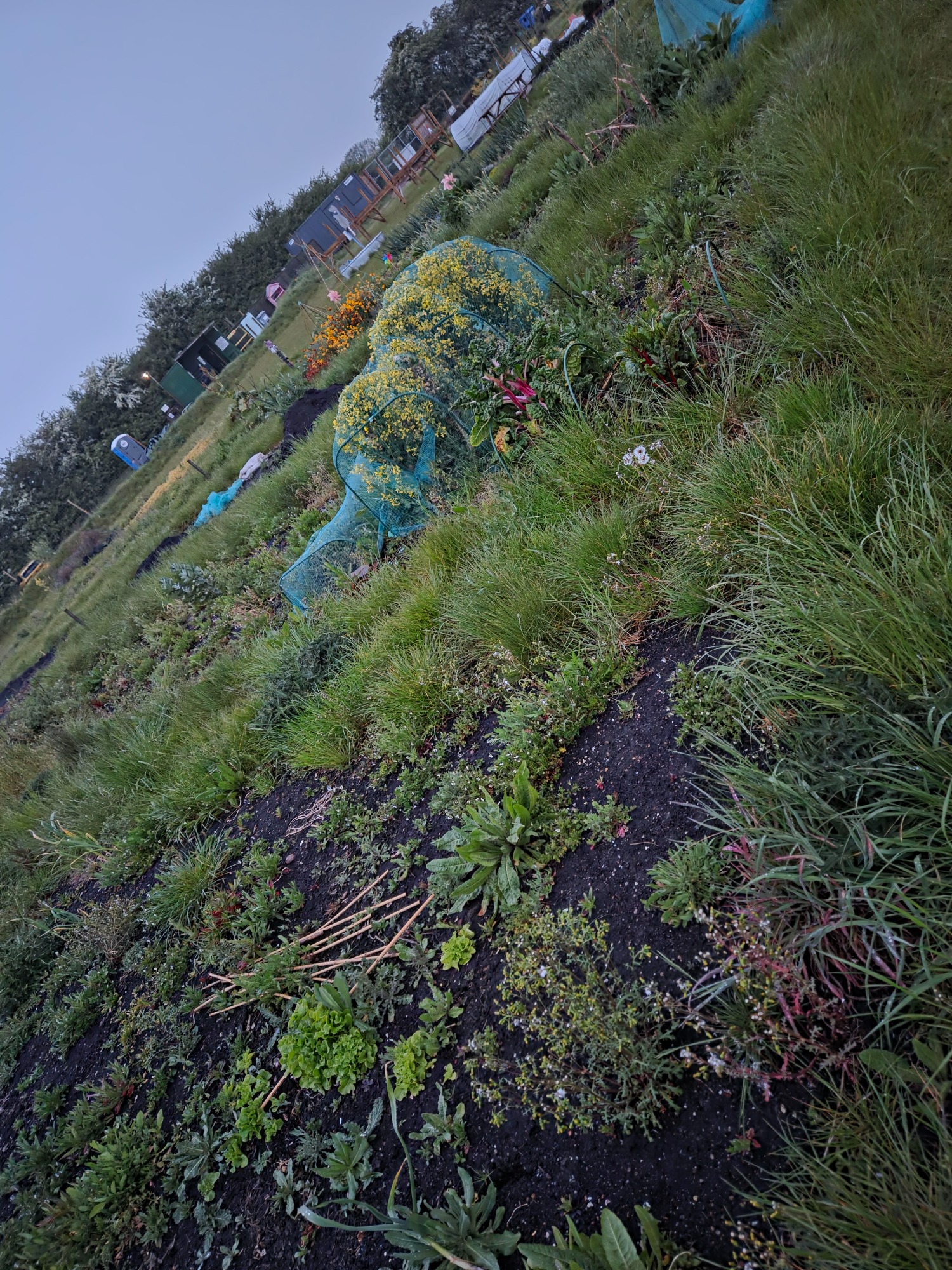 Abandoned plots Overgrown garden plot with various plants and a blue netting structure.