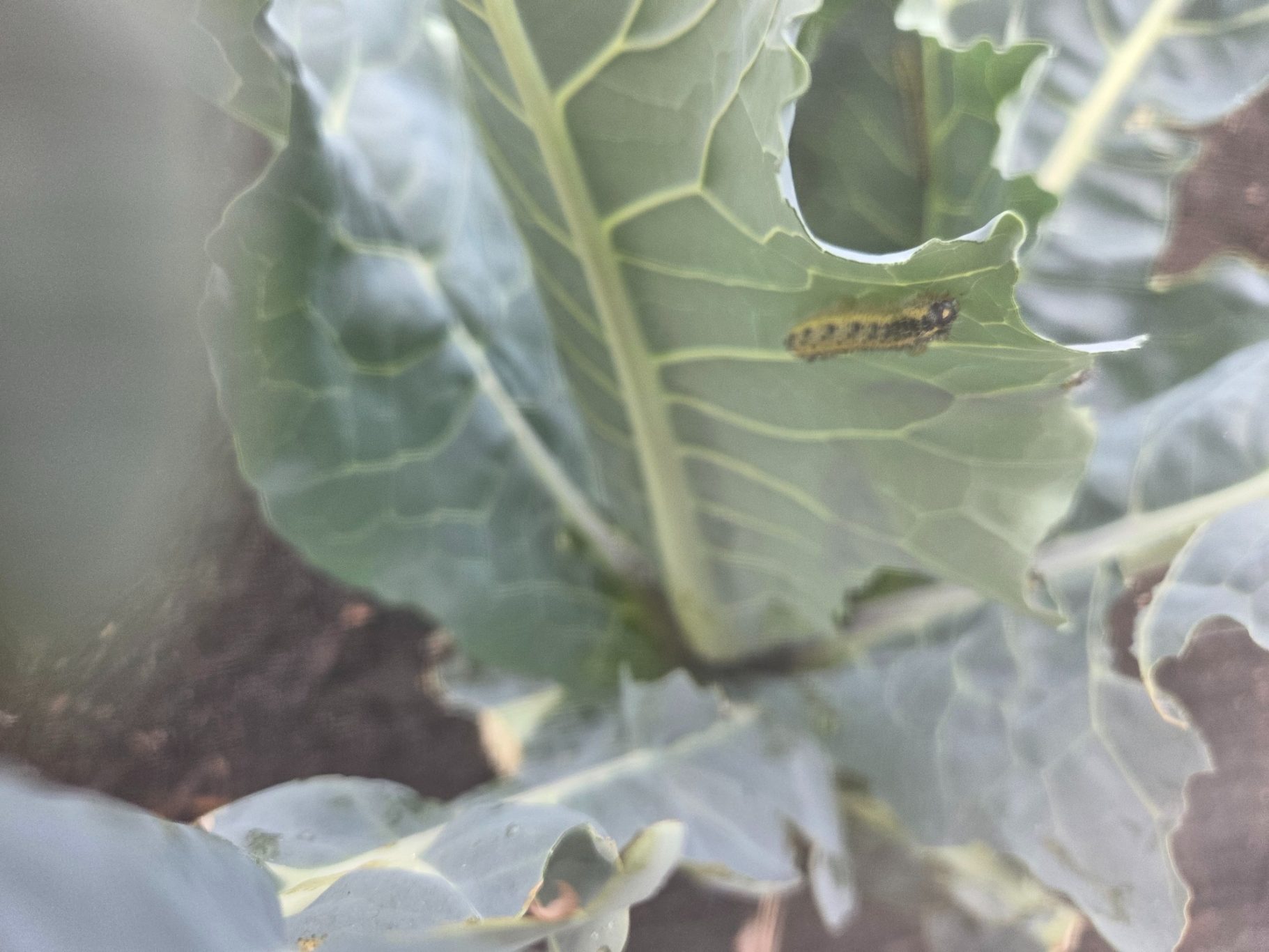 Cabbage leaf with a small caterpillar and a hole from feeding damage.