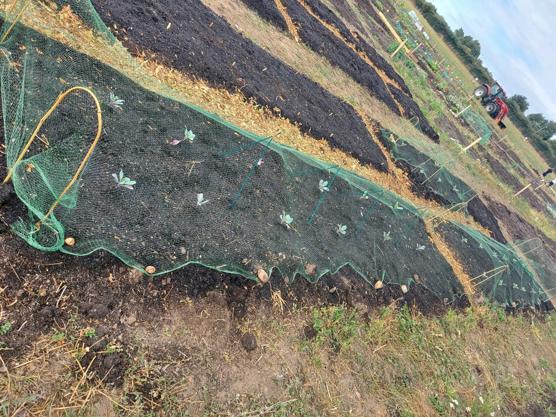 Vegetable beds covered with netting in a field, with distant people in the background.