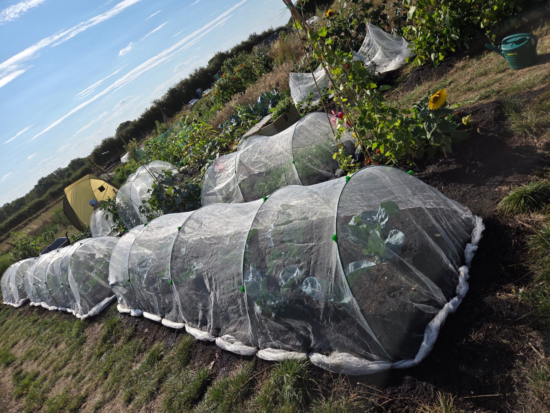 Vegetable plots covered with protective nets in a sunny garden setting.