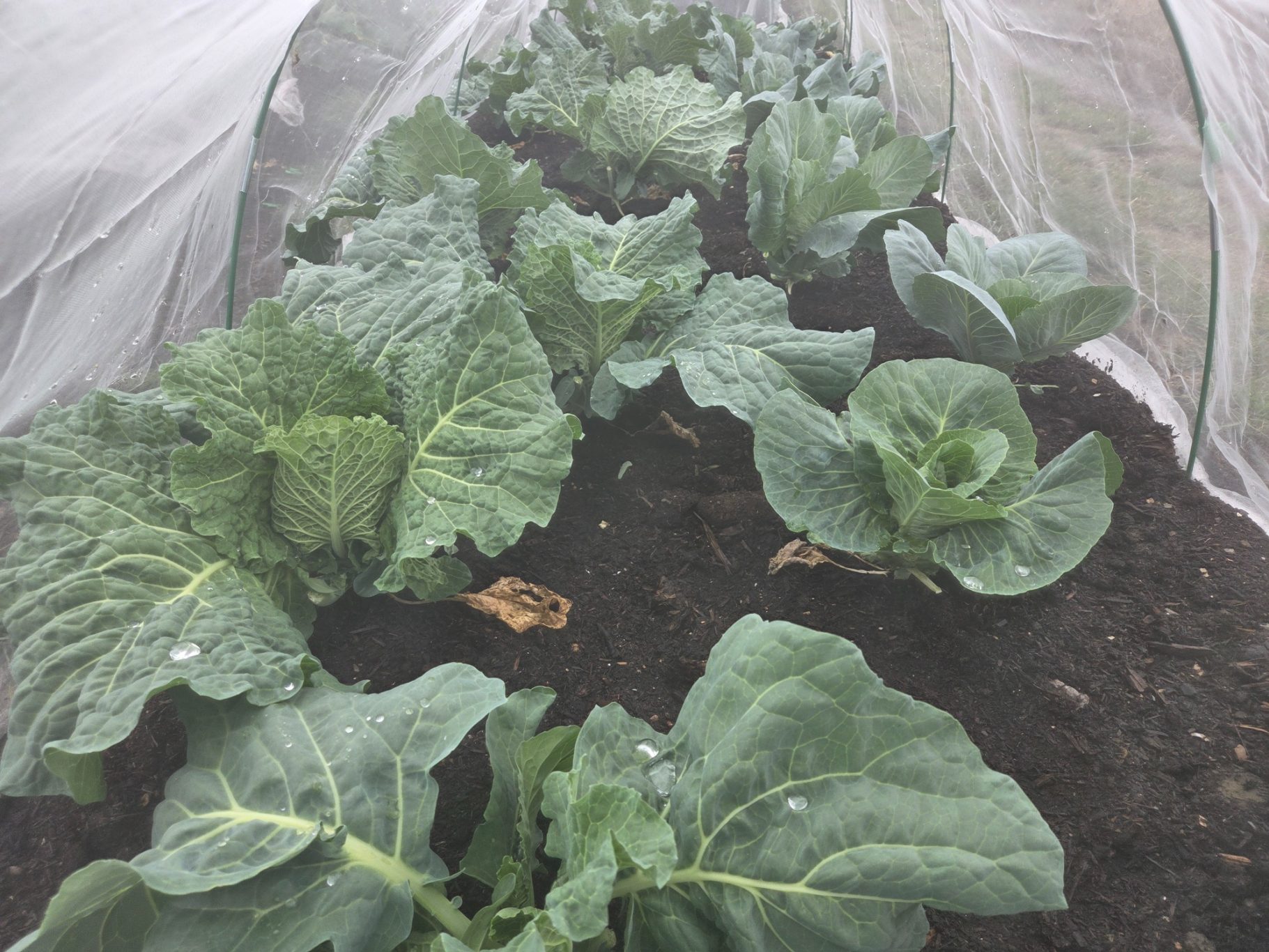 Row of lush cabbage plants growing in a garden bed, covered with protective mesh.