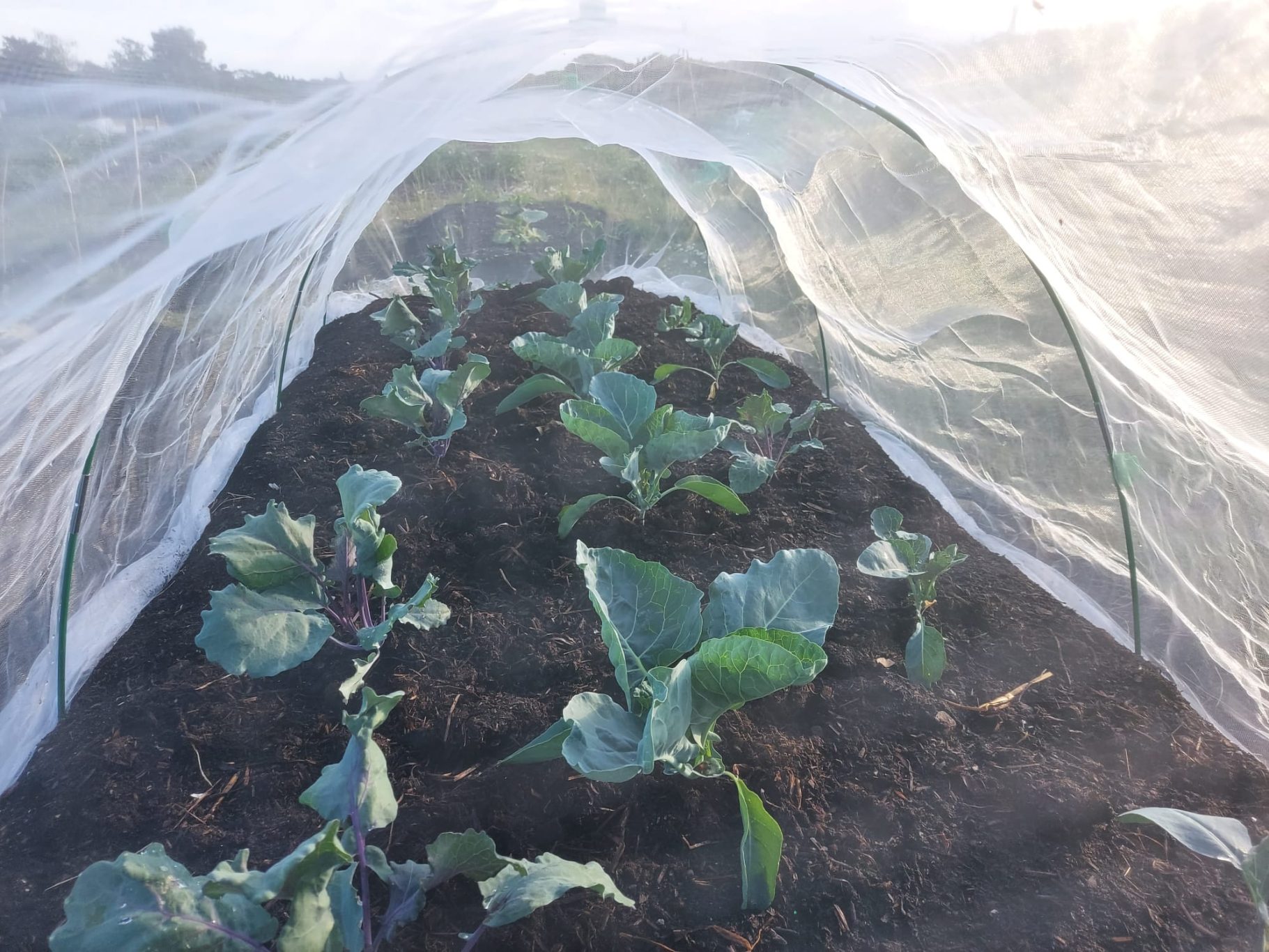 Row of leafy green vegetables protected by a translucent garden cover.
