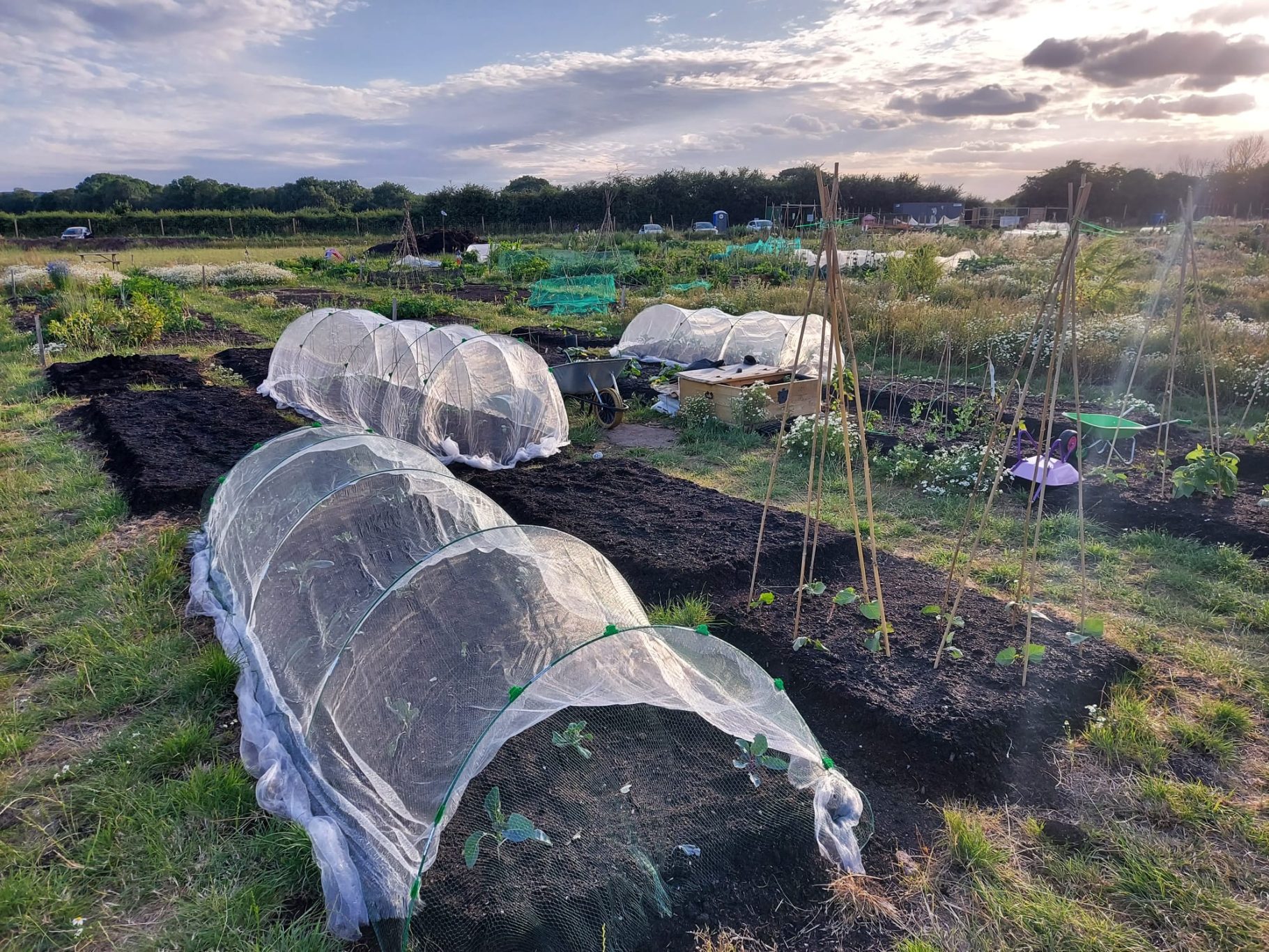 Vegetable plots with mesh covers under a cloudy sky in a rural setting.