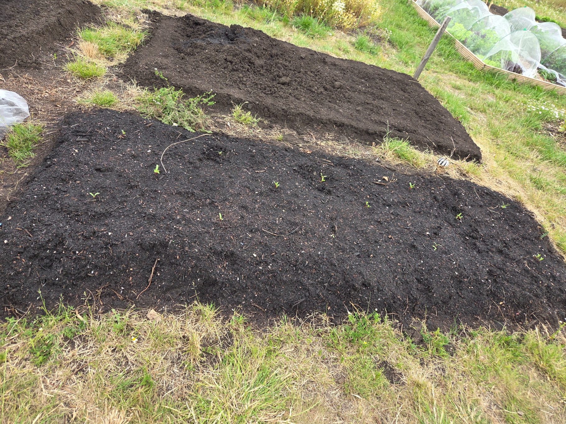 Rectangular patches of dark soil surrounded by grass in a garden.
