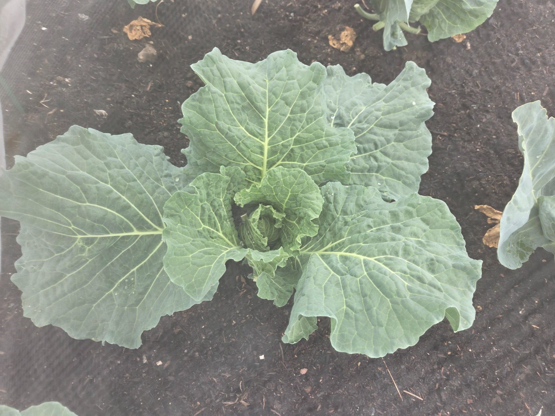Close-up of a green cabbage plant with broad, textured leaves.