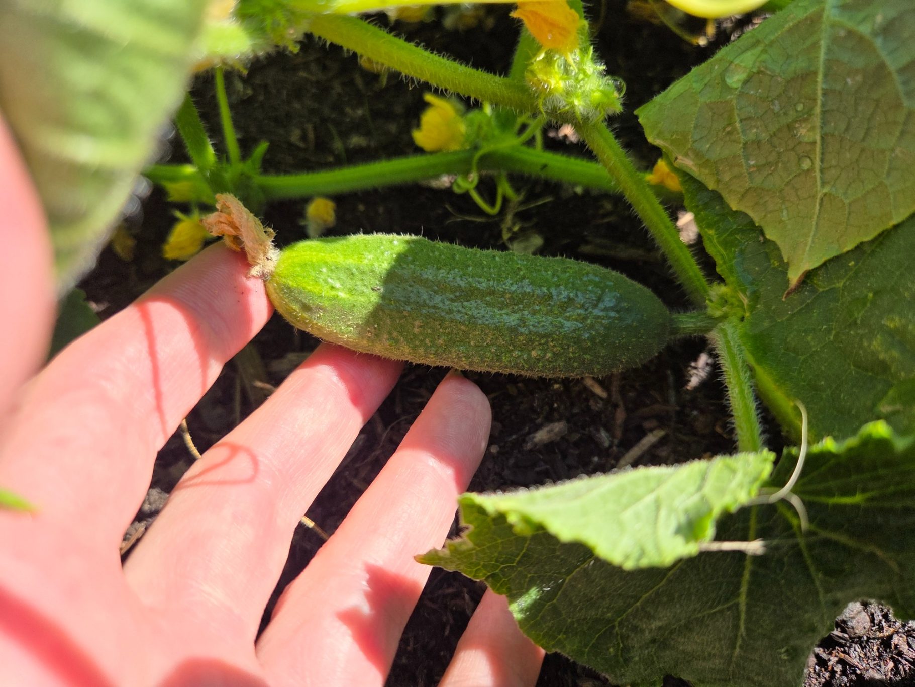 A small green cucumber growing beside a hand among squash plants.