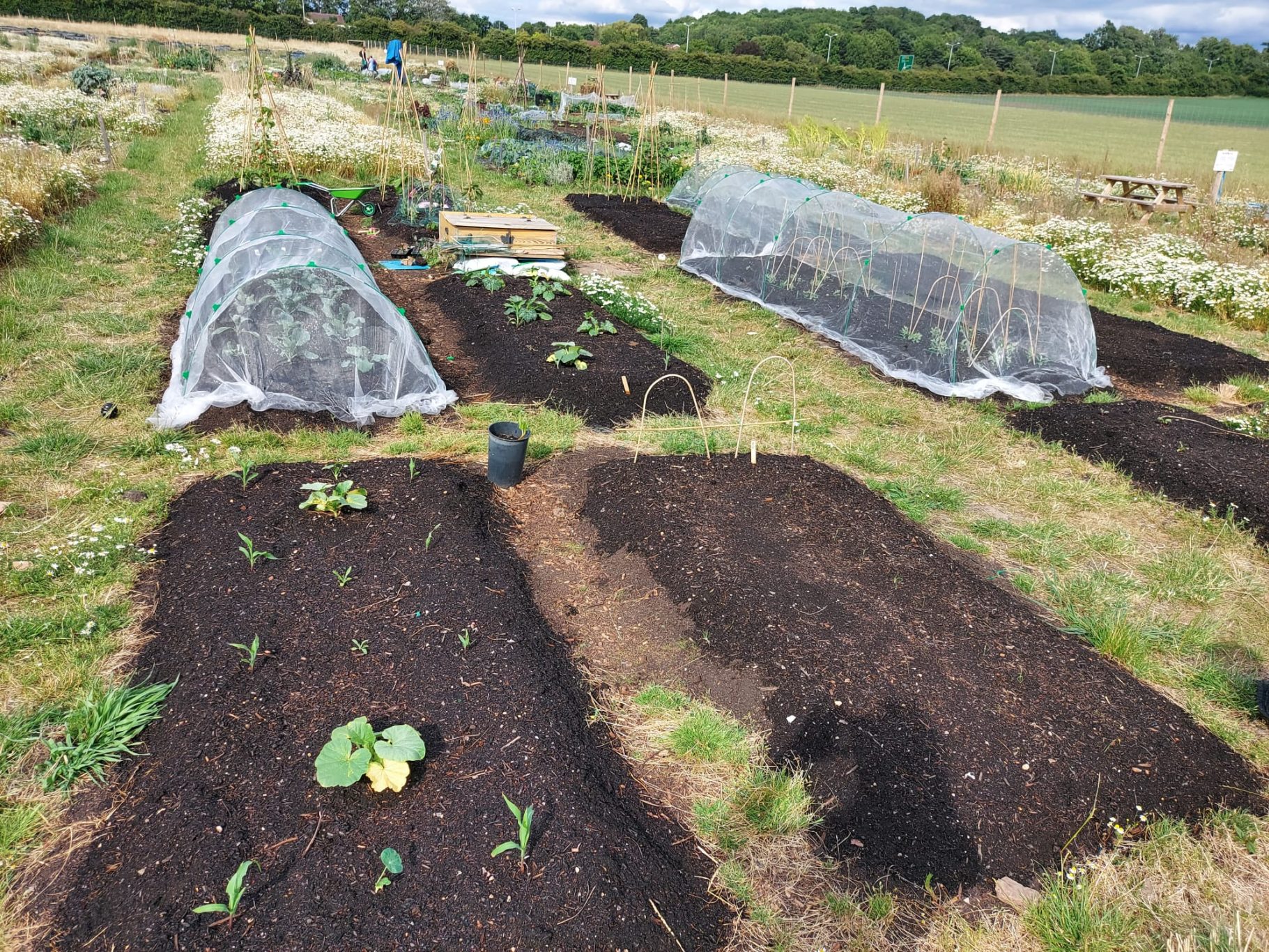 Vegetable garden with raised beds and protective coverings over newly planted crops.