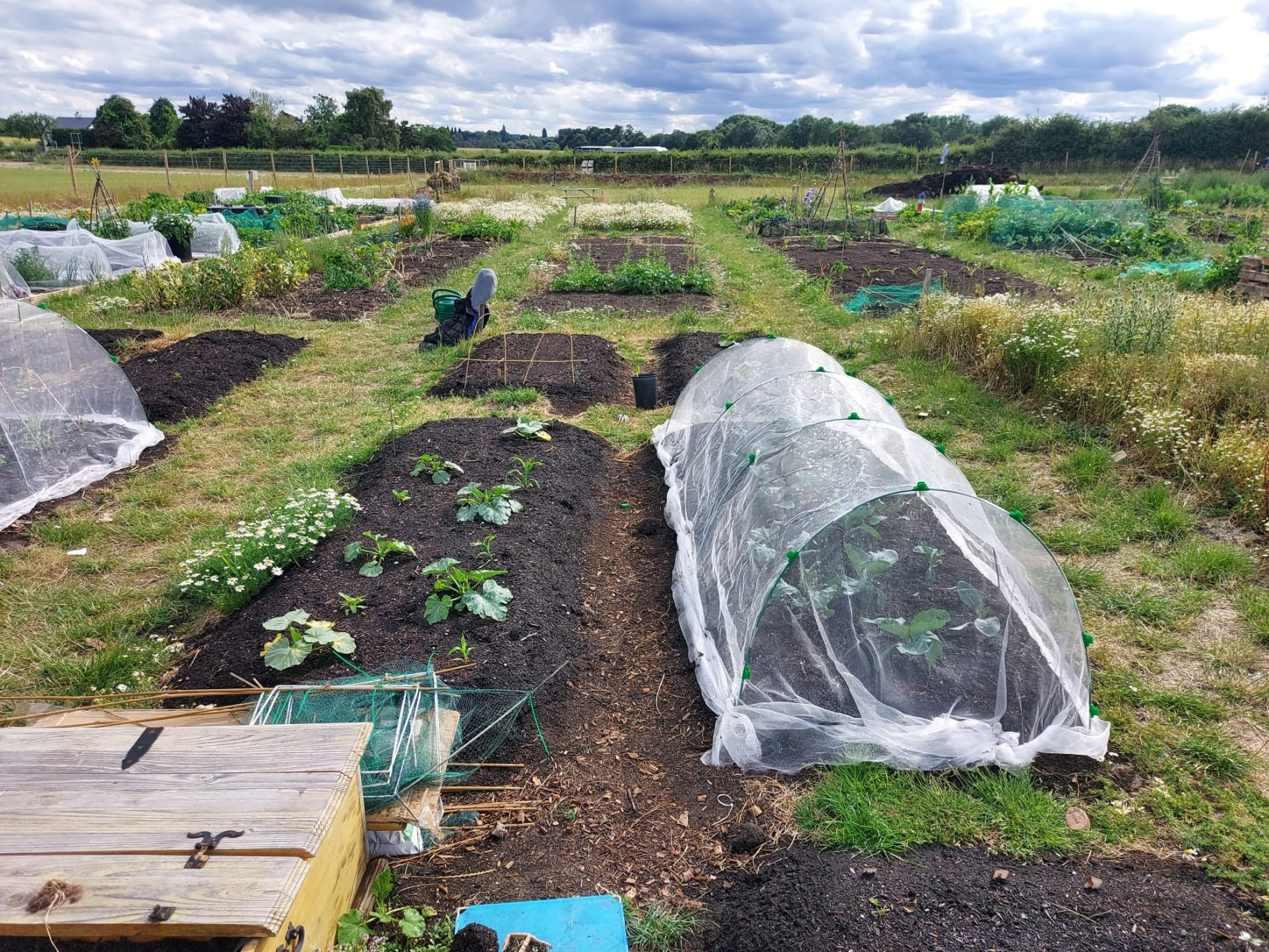A vegetable garden with several rows of plants and protective coverings under a cloudy sky.