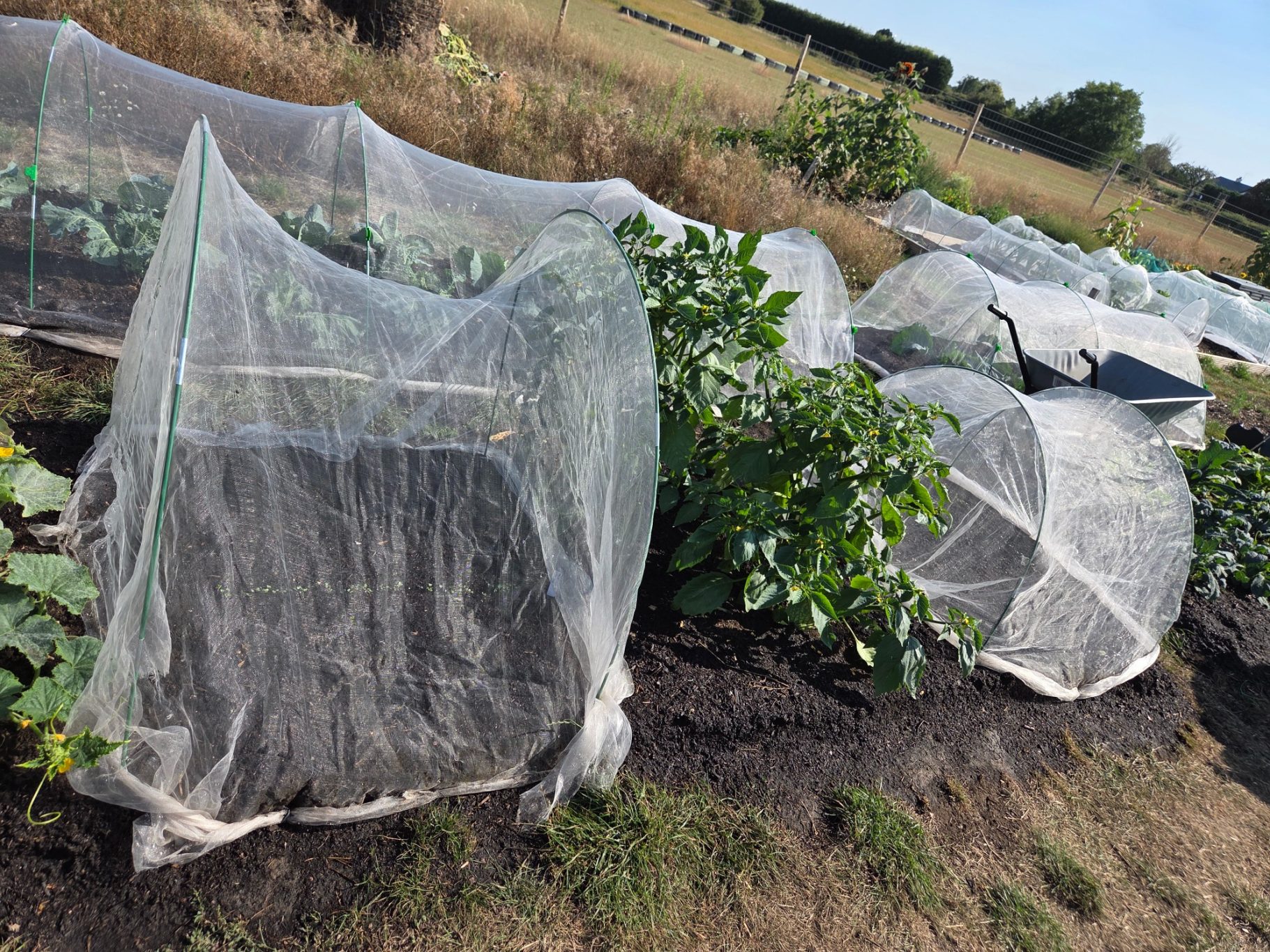 Vegetable beds covered with protective mesh, situated in a grassy field.