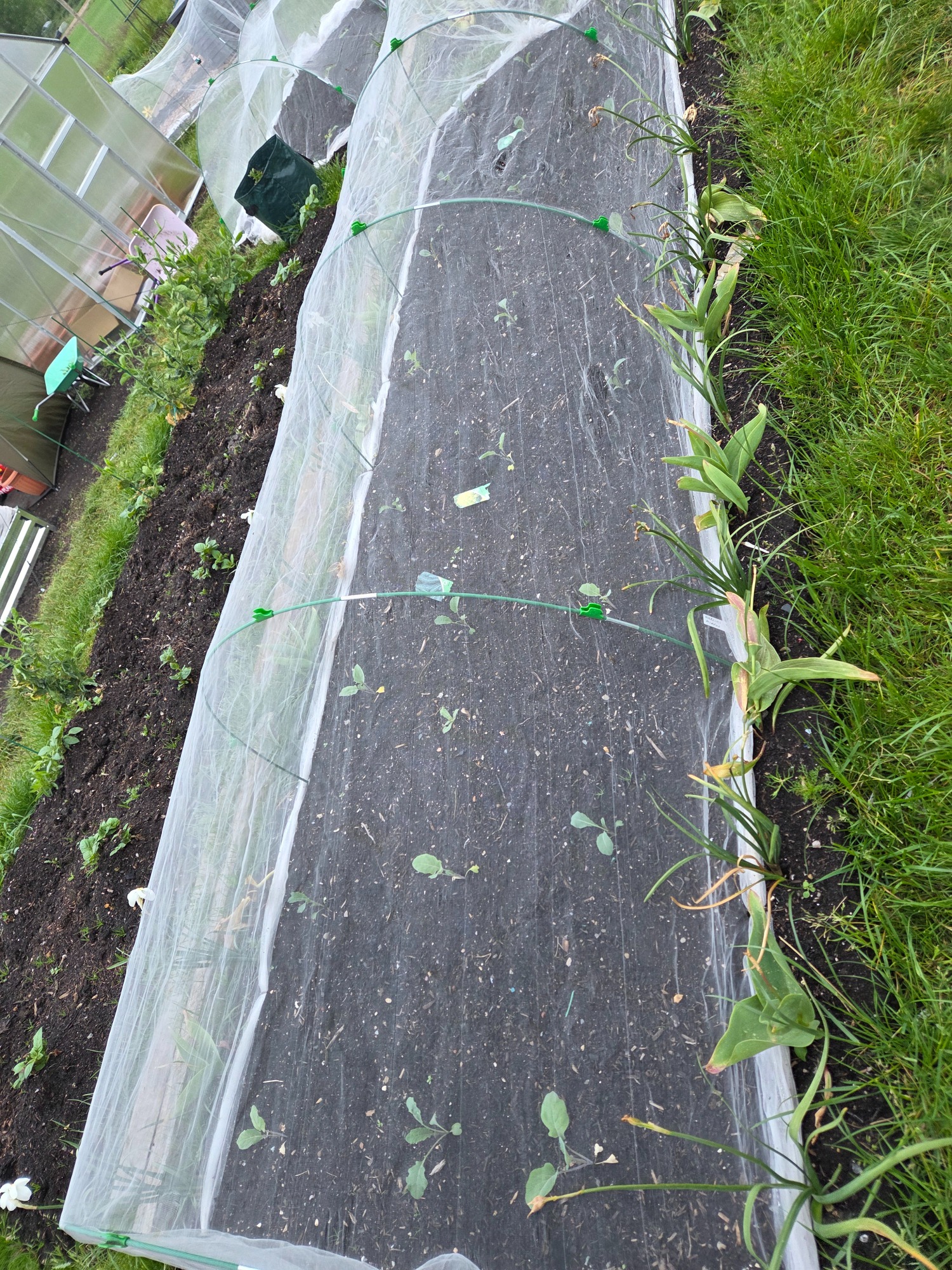 Newly planted self-funded brassica plug plant bed Vegetable garden bed covered with netting, showing newly planted seedlings.