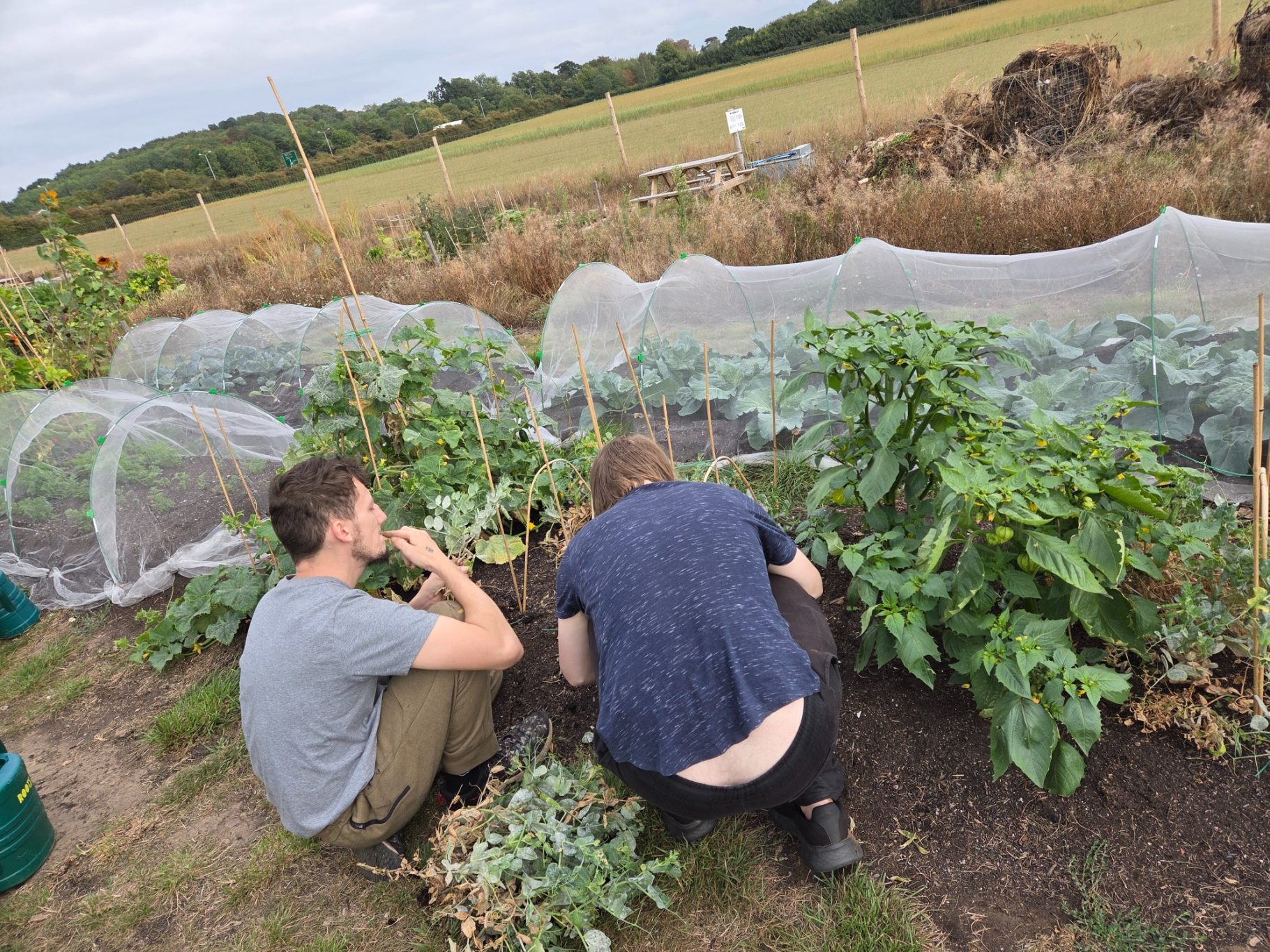 Two people tending to a vegetable garden, surrounded by protective netting.