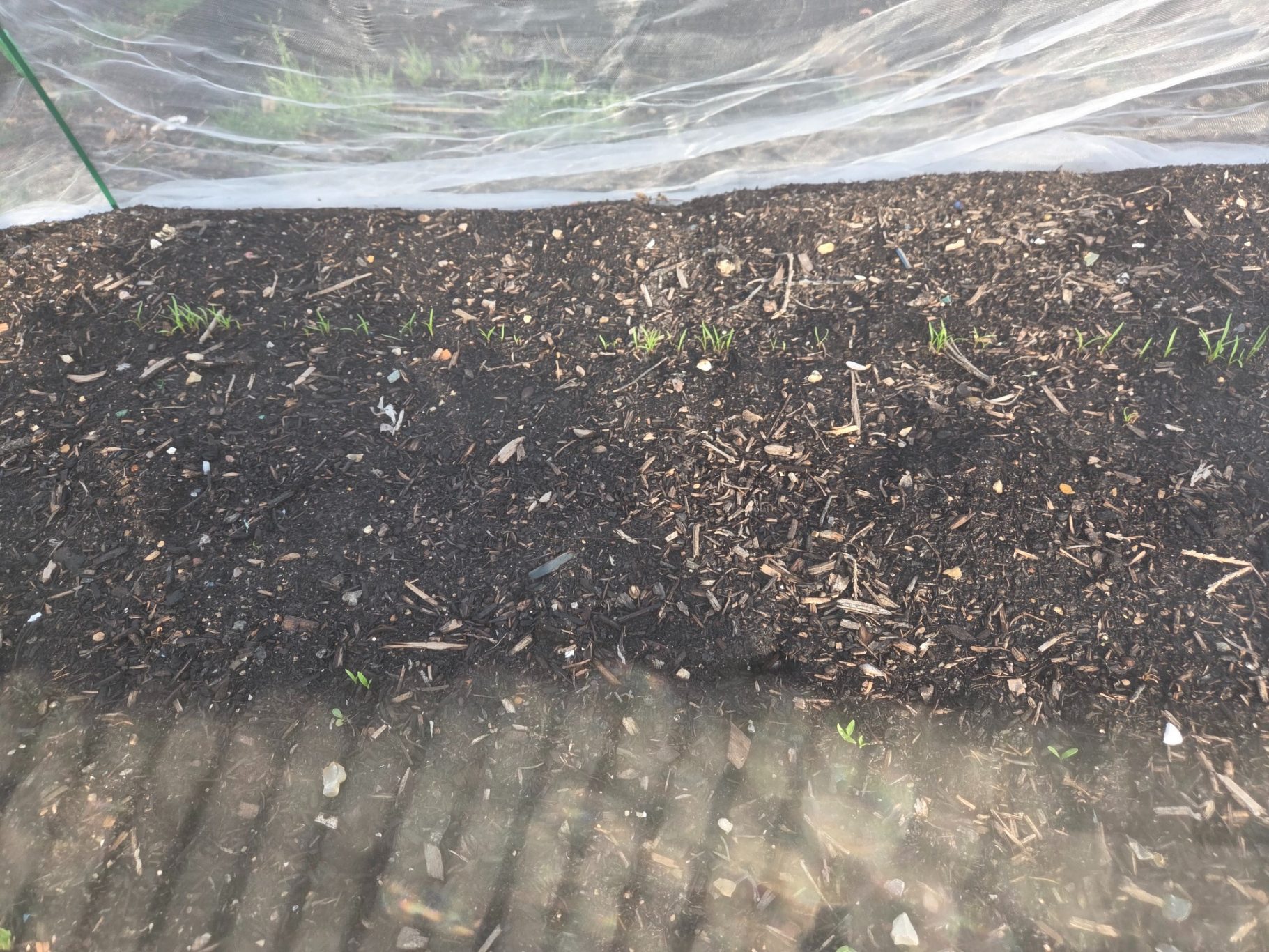 Freshly prepared soil bed with scattered organic material and small green sprouts beginning to grow.