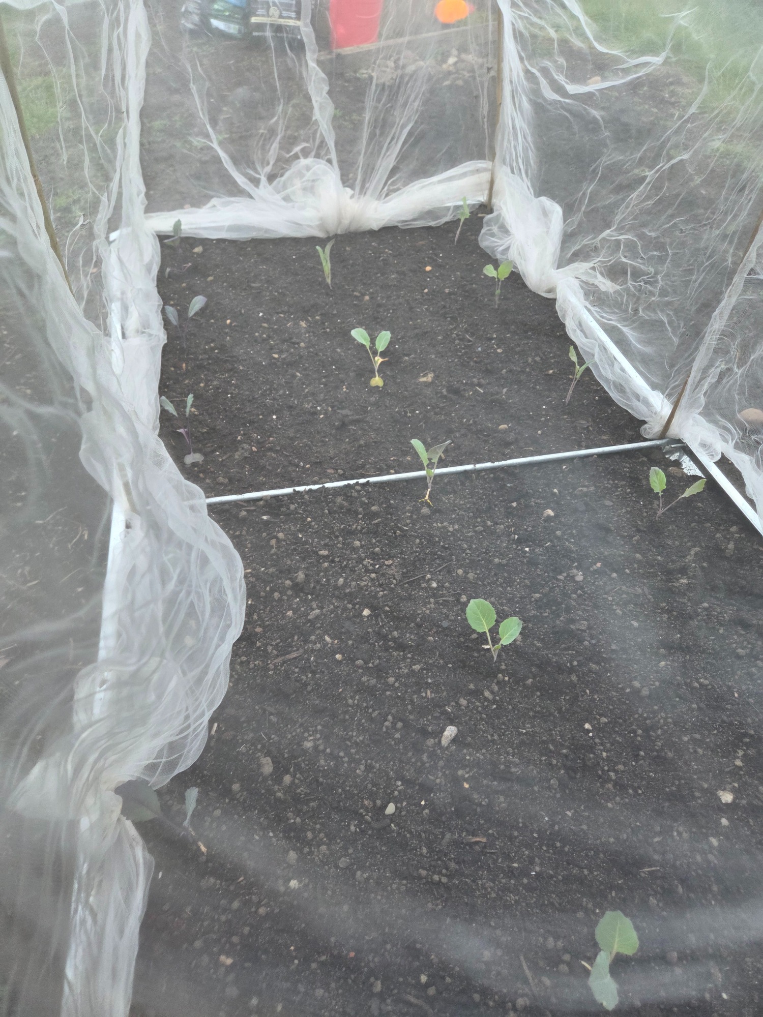 Raised bed self-funded brassica plugs A small vegetable garden enclosed with a mesh covering, featuring young plants sprouting.