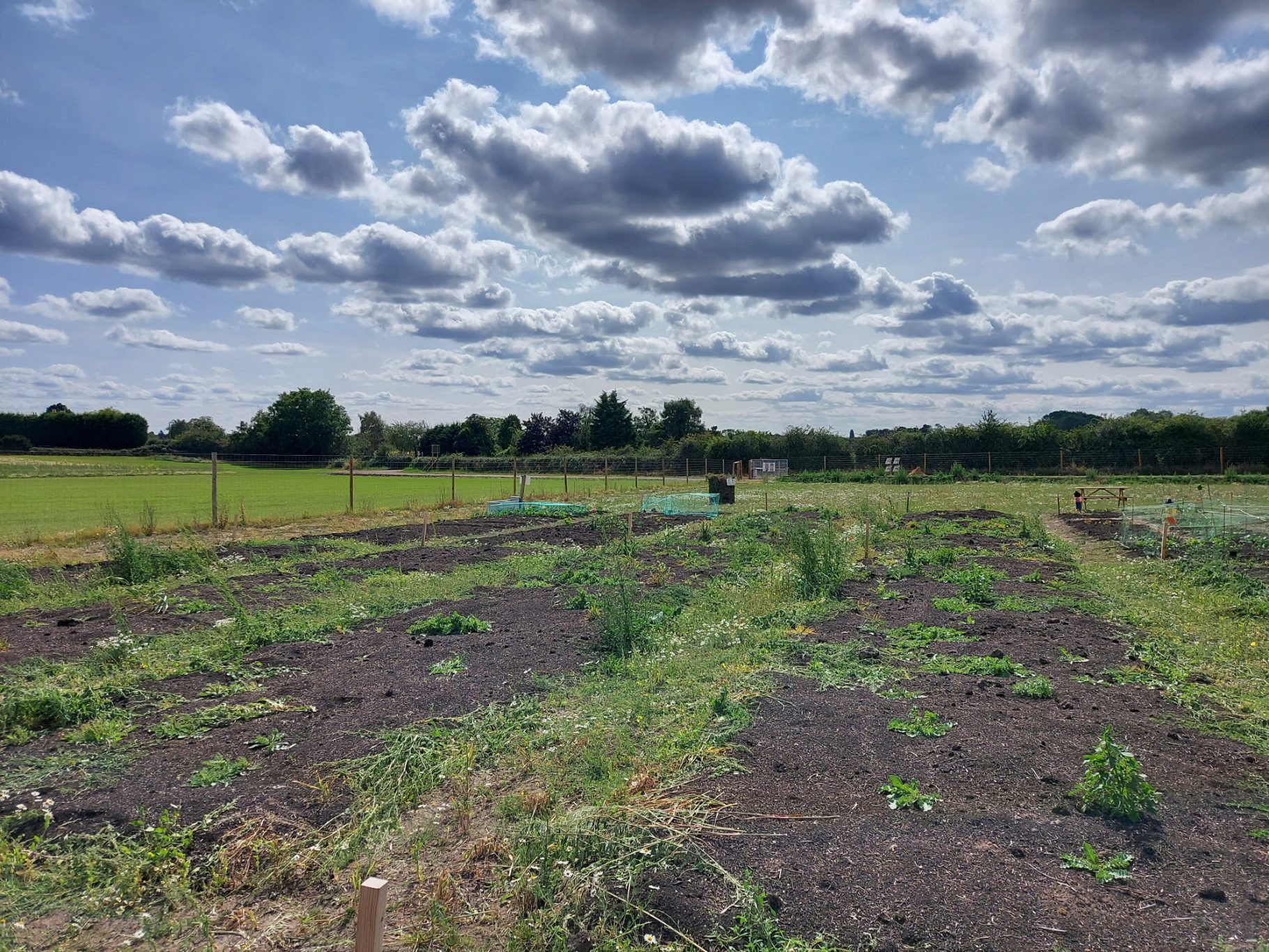 A wide field with rows of plants under a cloudy sky.