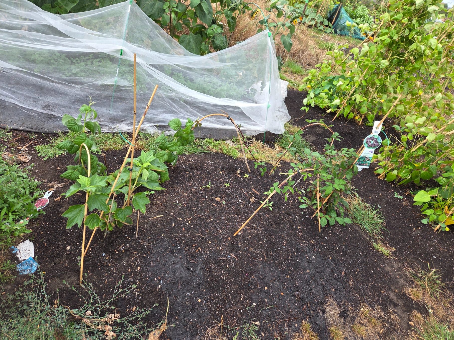 Vegetable garden with small plants growing in soil, covered by protective netting.