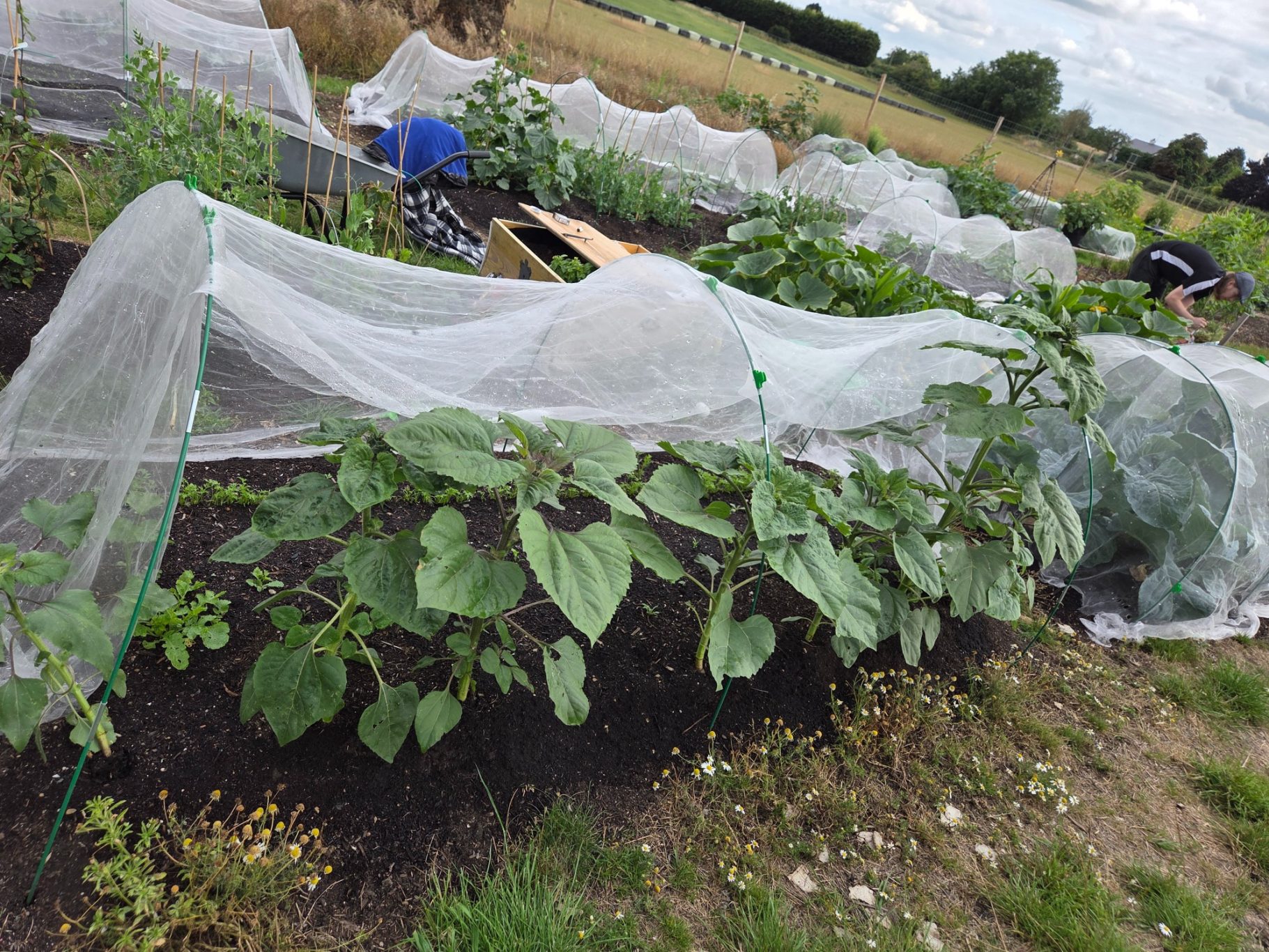 Rows of green plants covered with protective netting in a field.