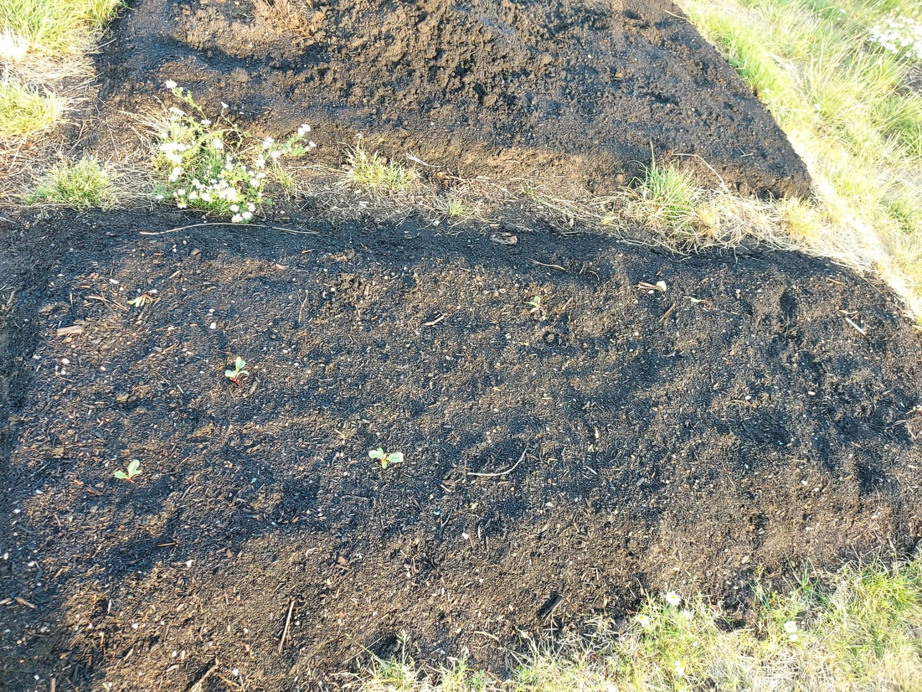 Dark, freshly turned soil with small green seedlings emerging among grass.