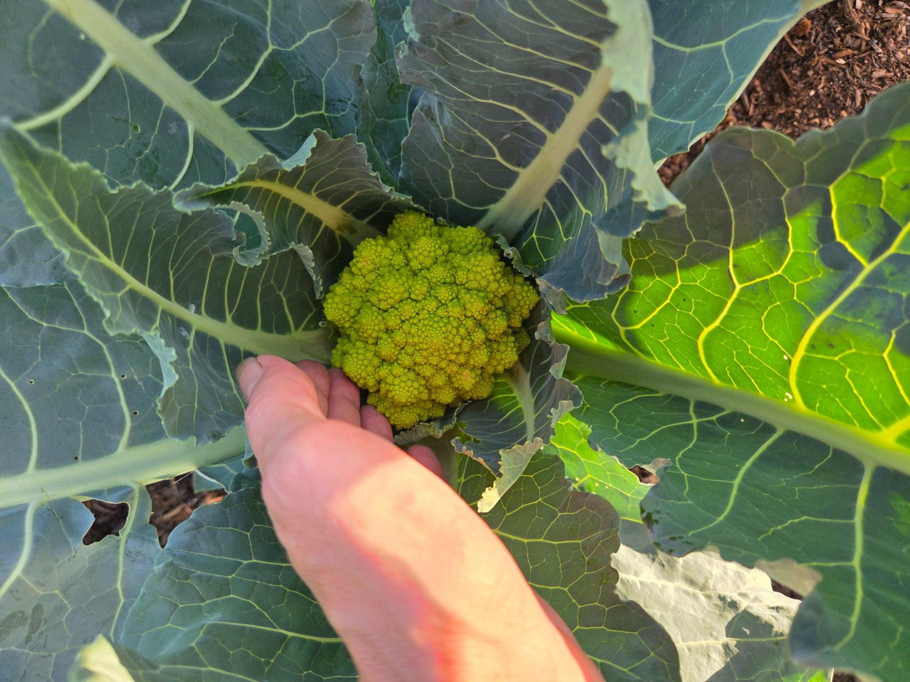 Hand reaching for a vibrant green cauliflower head among large leaves.