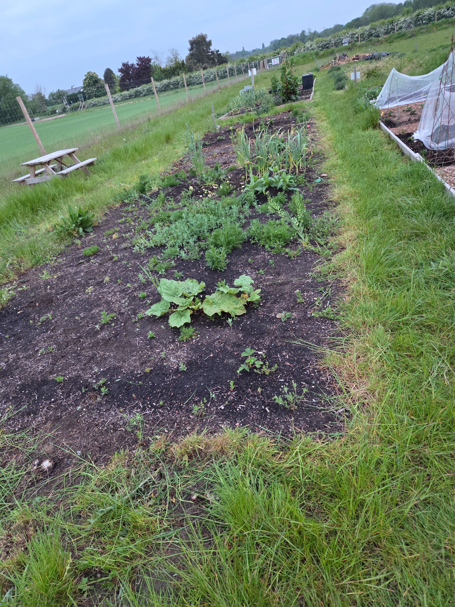 Happy to help out Vegetable garden with growing plants and neat rows in a grassy area.