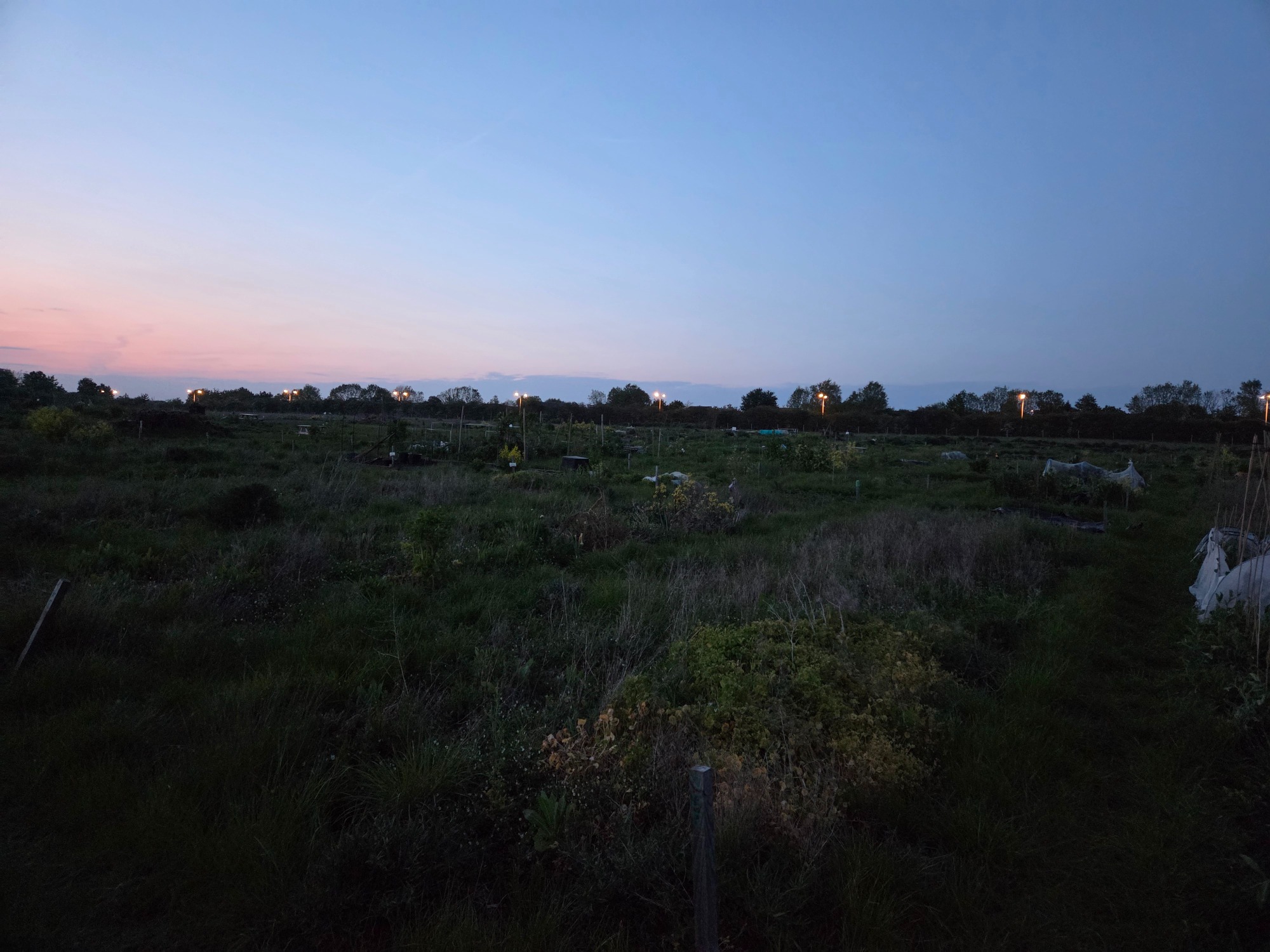 Not what we signed up for! Twilight landscape with sparse vegetation and distant trees against a gradient sky.