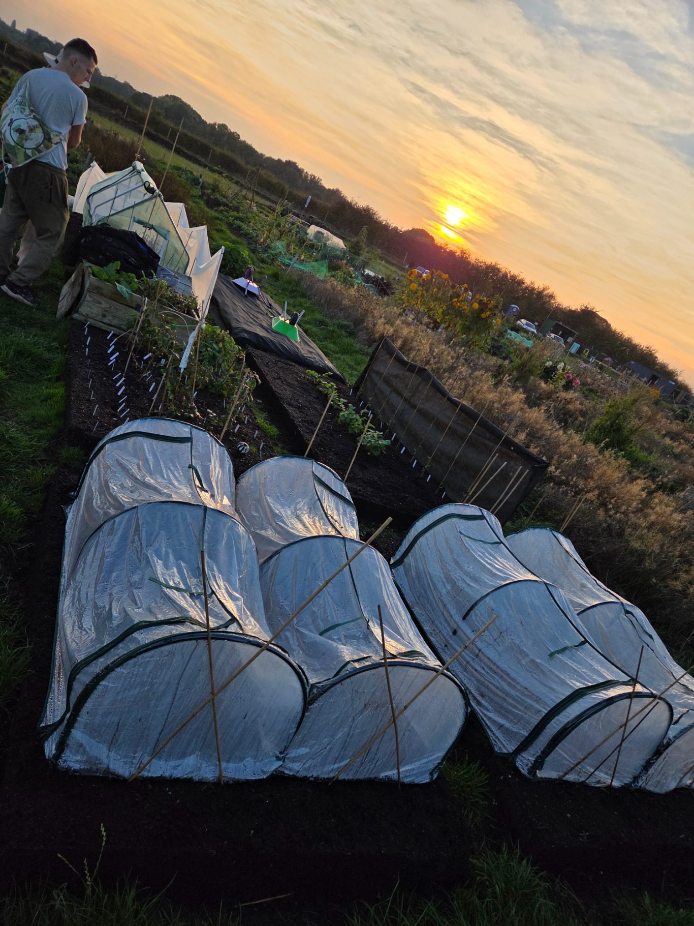 A person working in a garden at sunset, with covered planting beds visible.