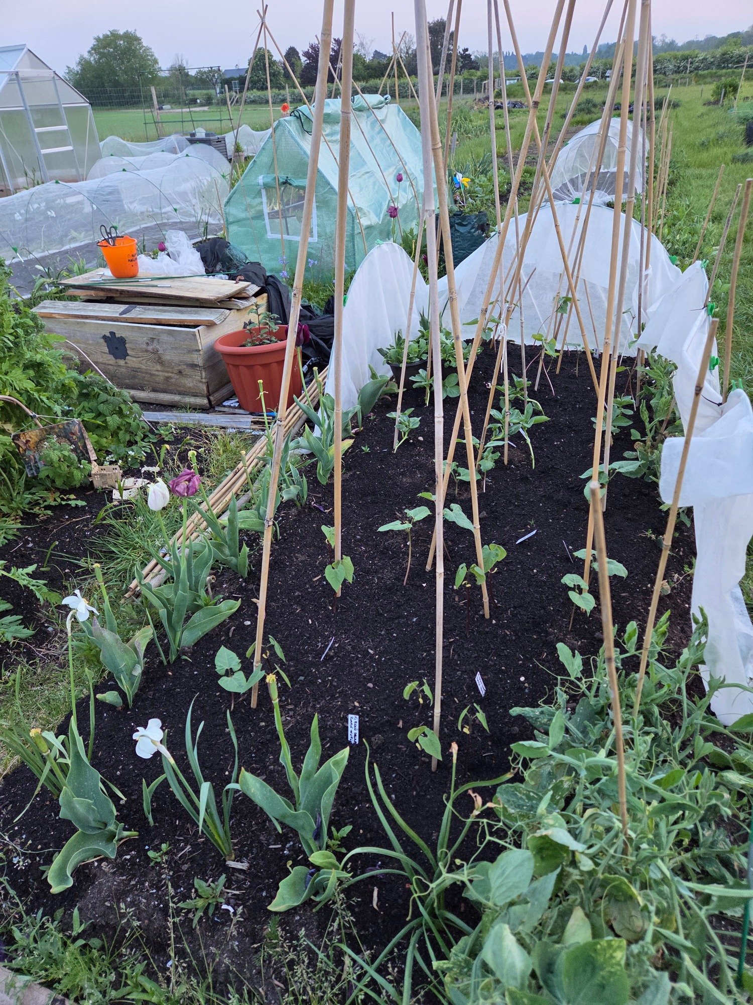Beans A garden bed with young plants, stakes for support, and various gardening tools nearby.