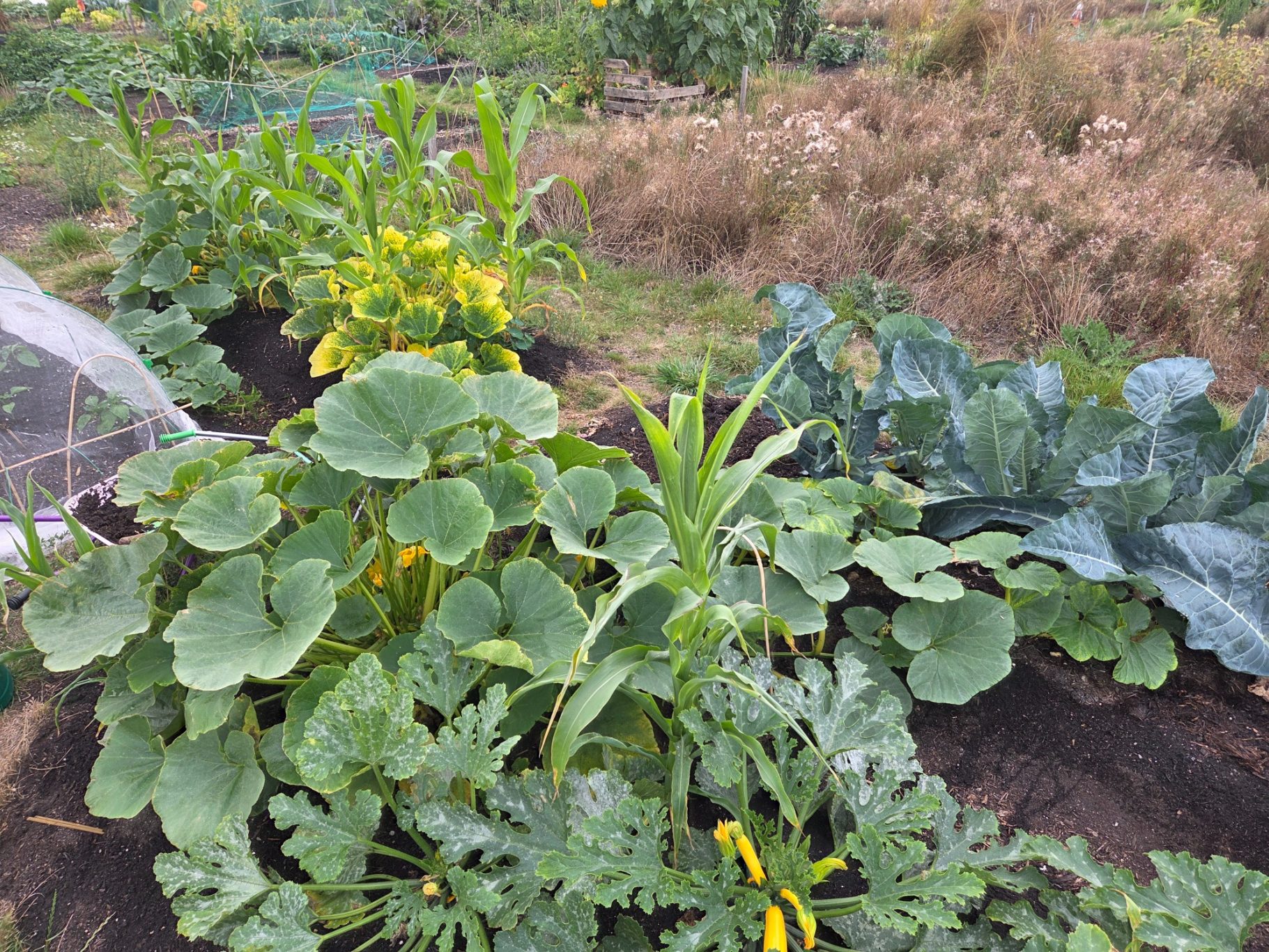 A lush garden bed with various vegetables, including squash, corn, and leafy greens.