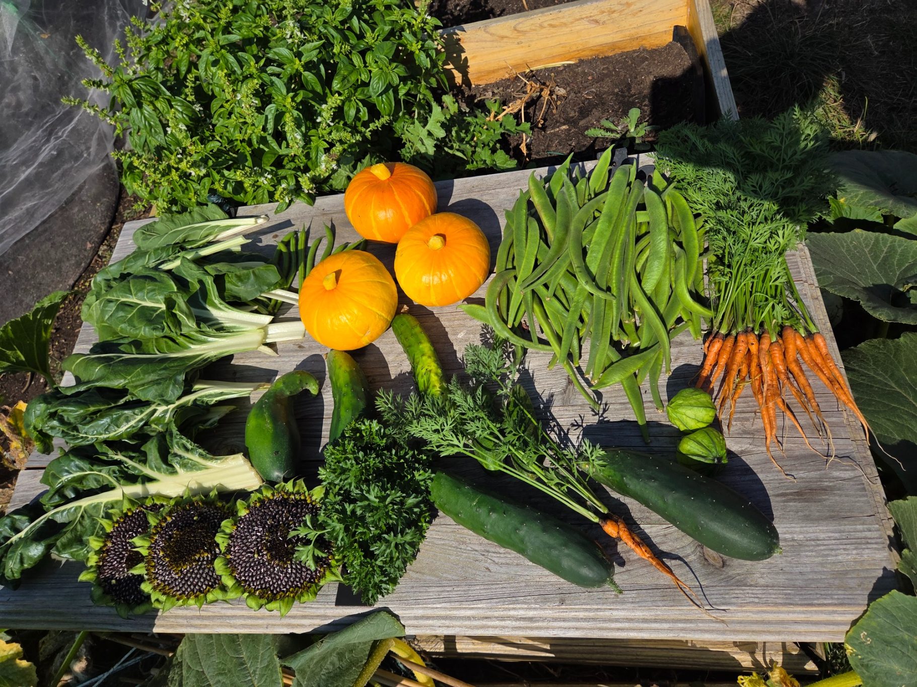 A variety of fresh vegetables and oranges arranged on a wooden surface.