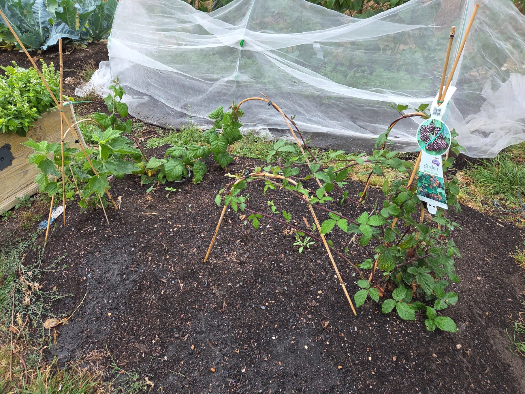 A small garden bed with newly planted raspberry canes supported by stakes.