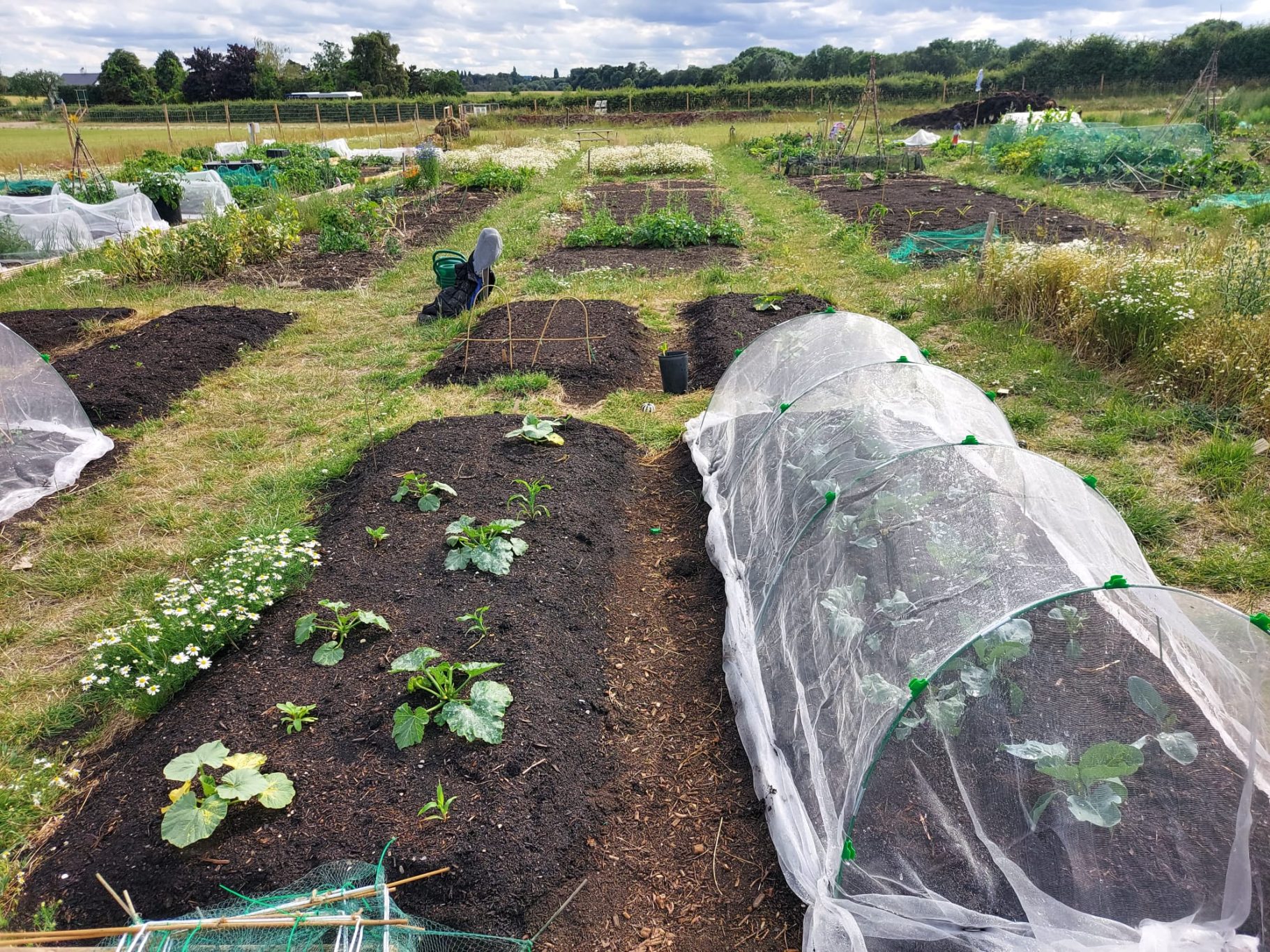Rows of vegetable plots with protective covers in a large field.