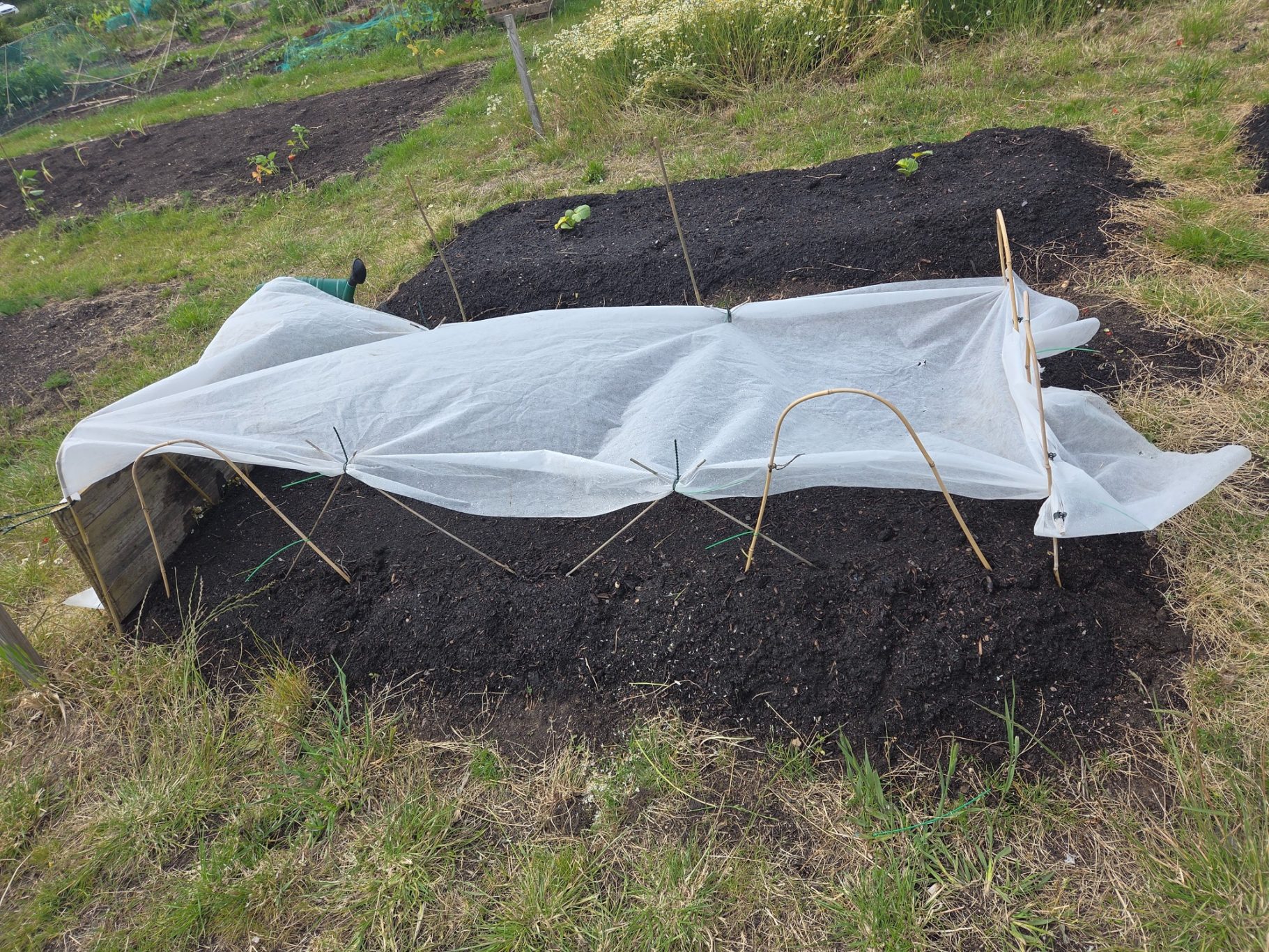 Covered vegetable beds in a garden, with soil and protective fabric.
