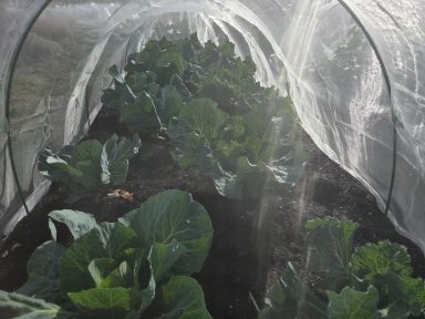 Rows of leafy greens growing inside a plastic tunnel greenhouse.