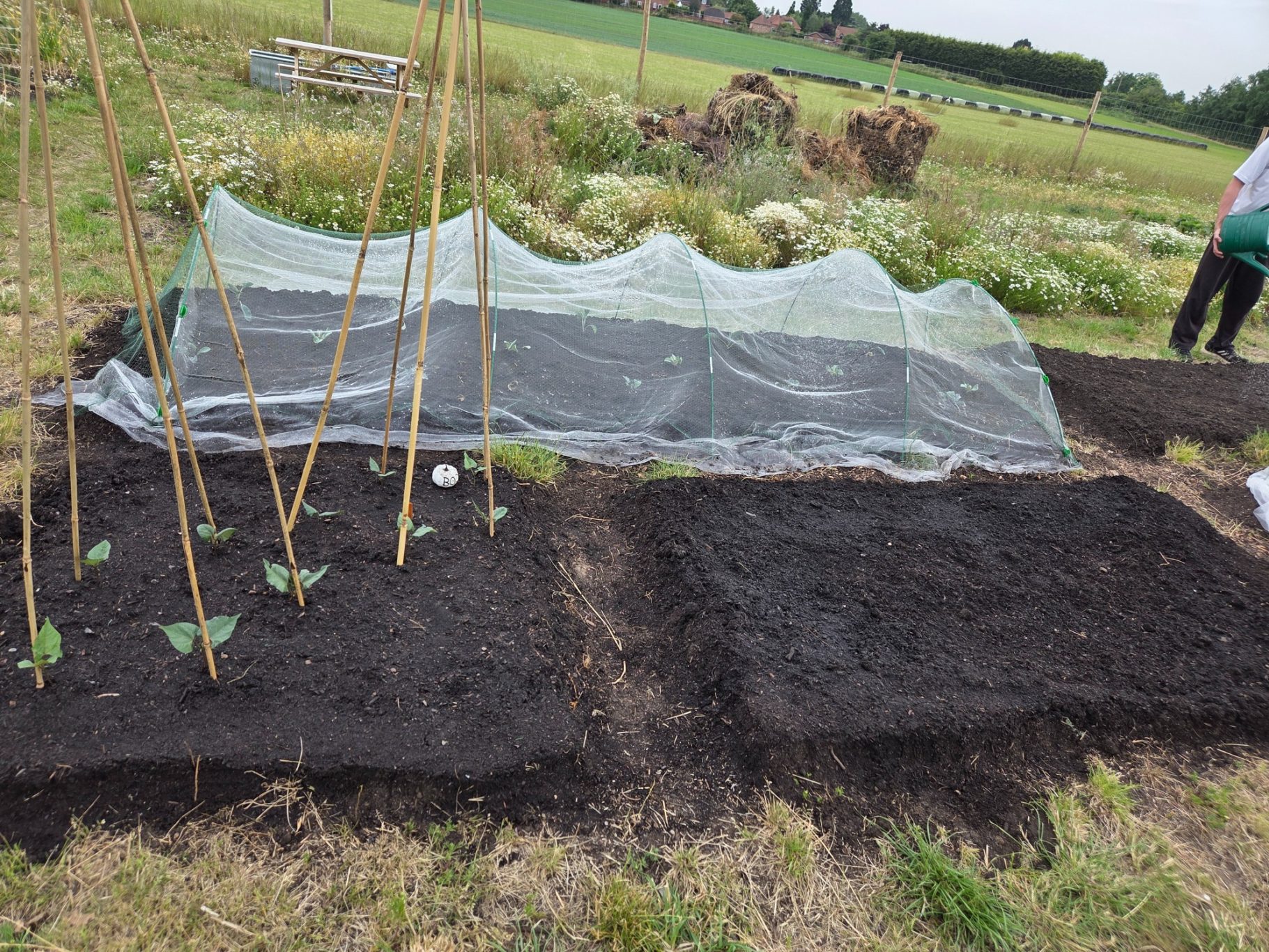 Vegetable garden beds with young plants covered by netting and bamboo supports.