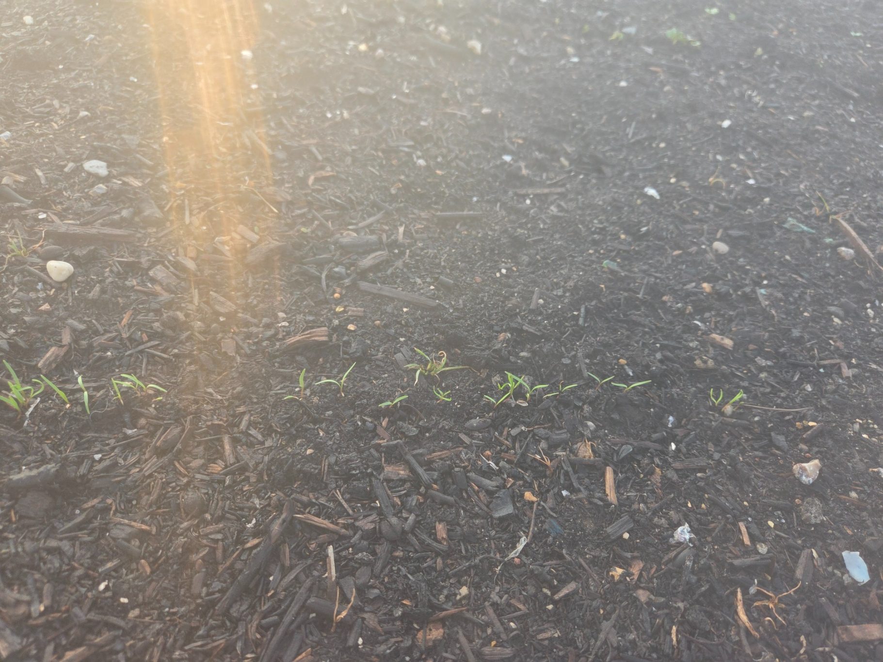 New green shoots emerging from dark soil in a sunlit field.