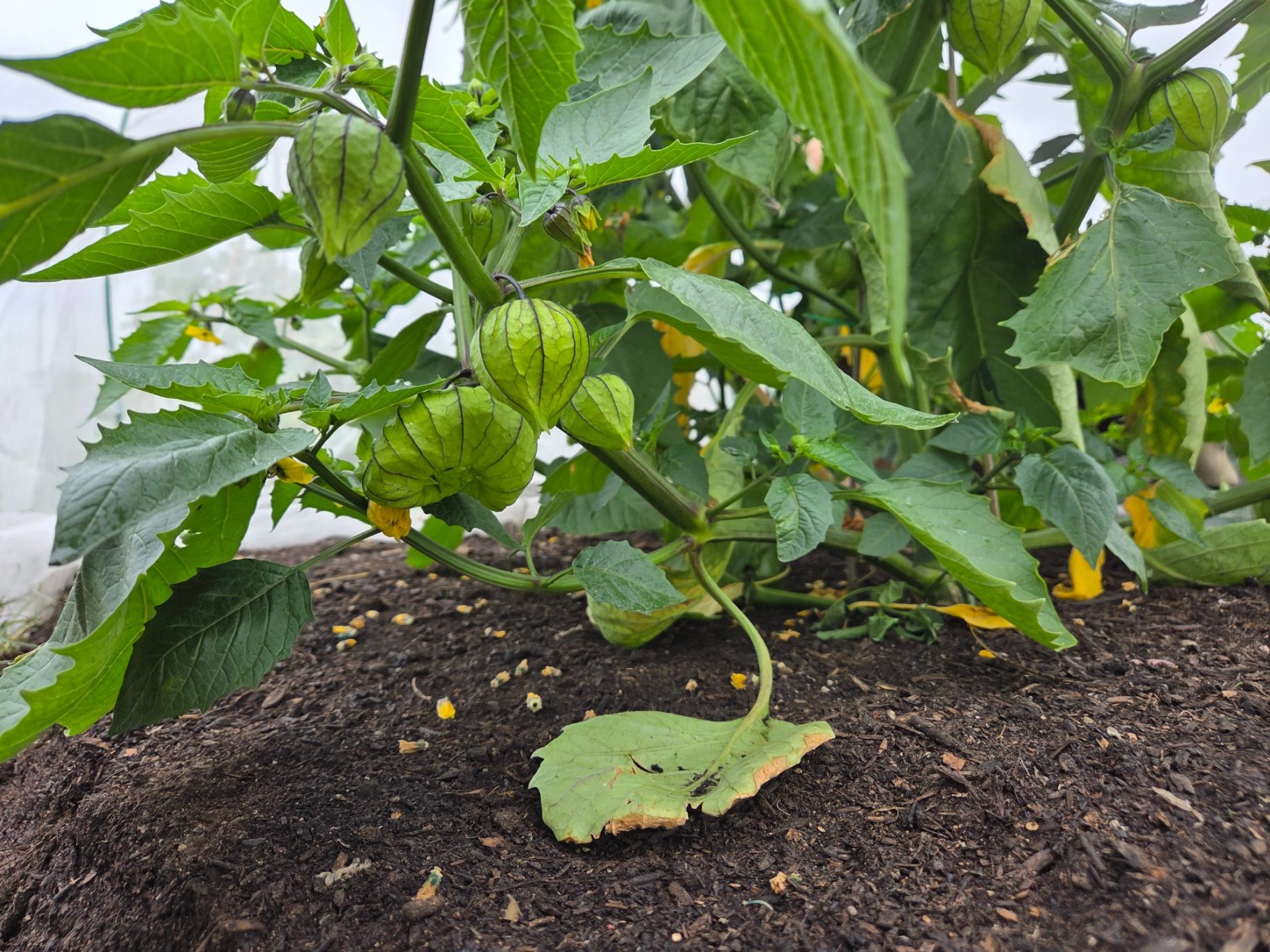 Green tomatillo plant with husked fruit growing among leaves in rich soil.