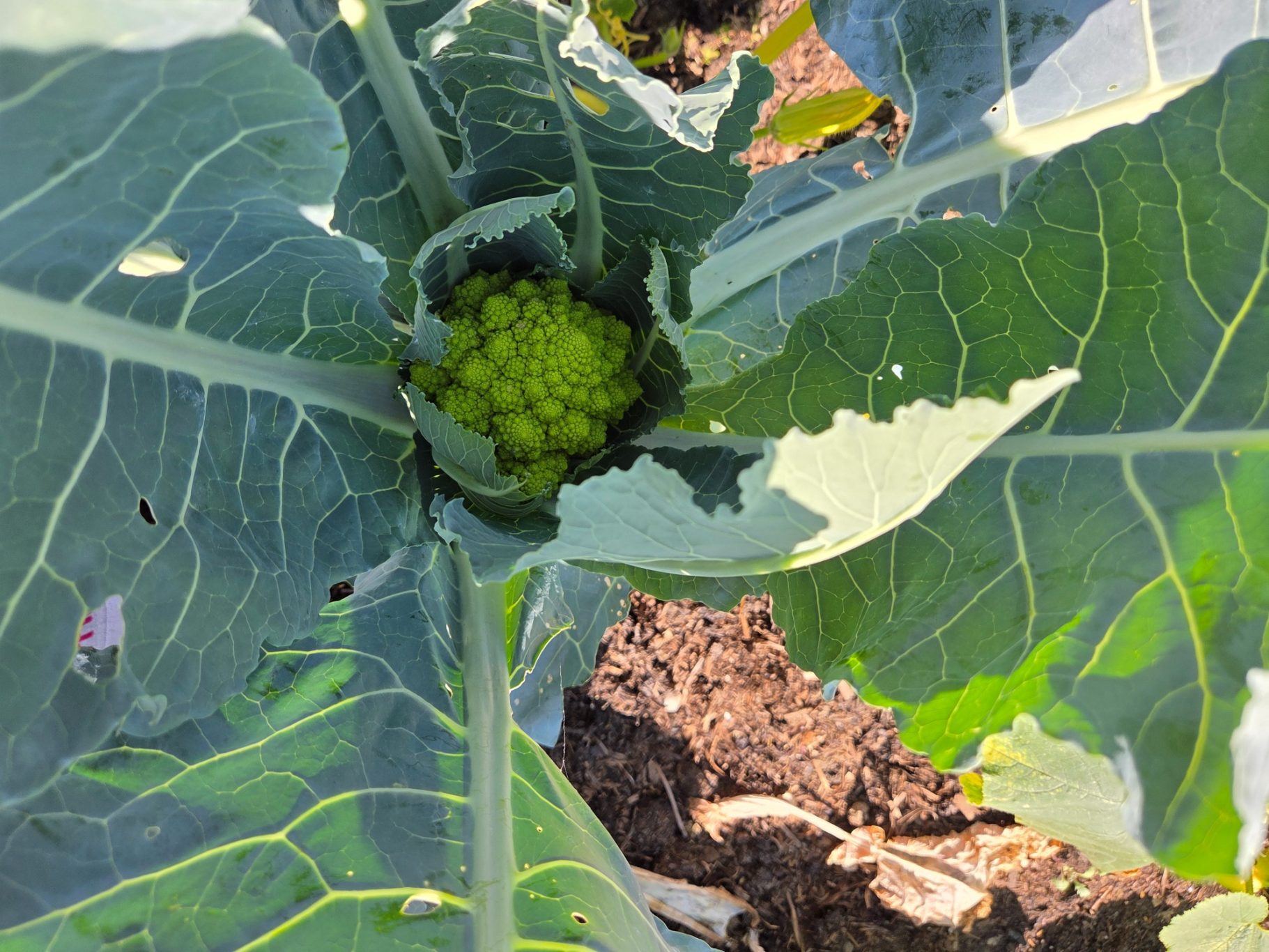 Green cauliflower head surrounded by large green leaves.