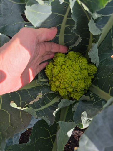 A hand reaching towards a vibrant green cauliflower nestled in large leaves.