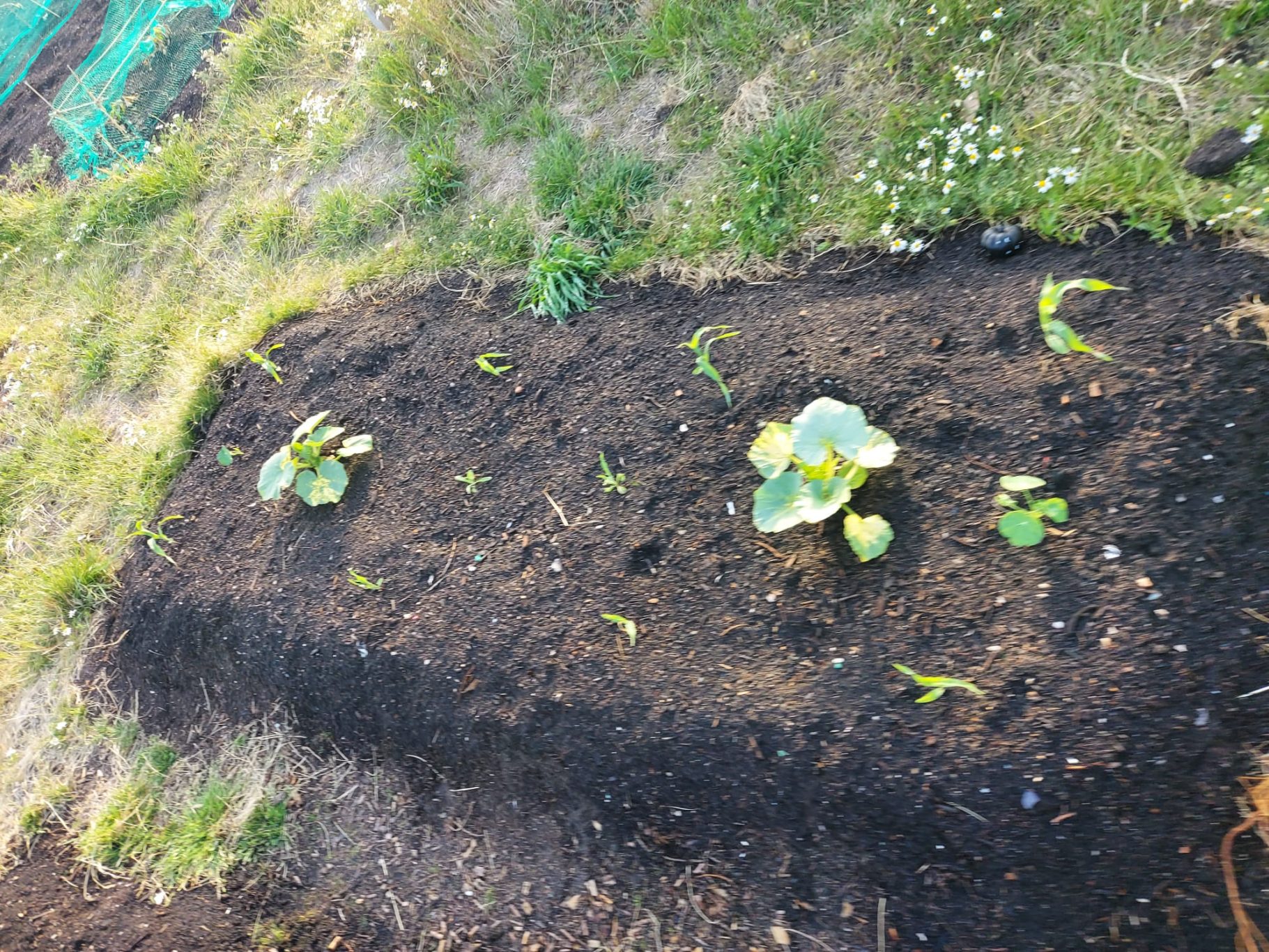 Vegetable plants growing in freshly tilled soil with green grass surrounding them.