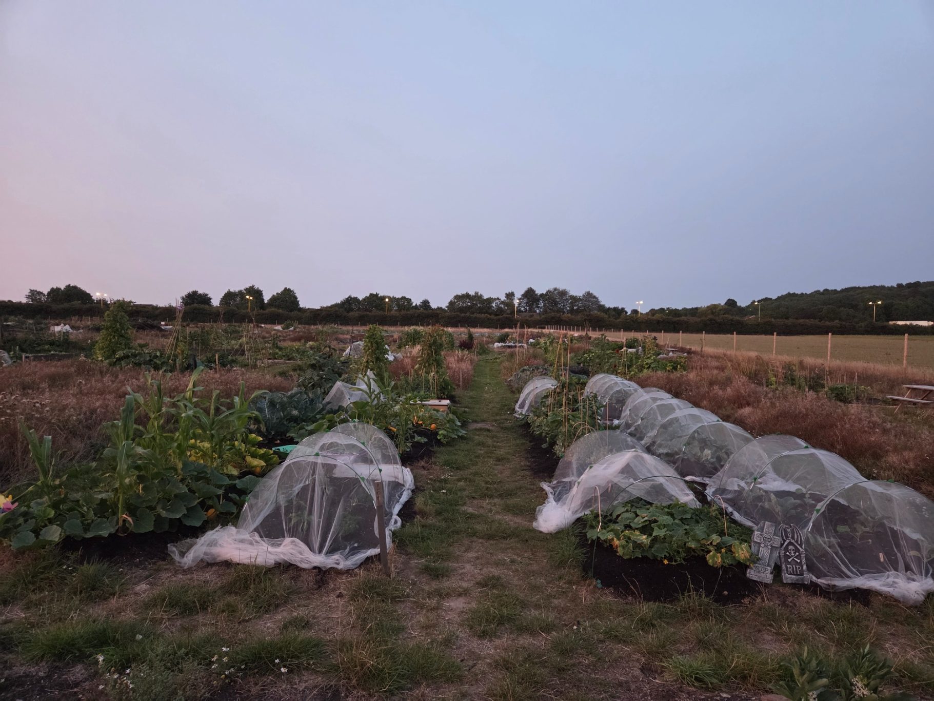 Vegetable garden rows covered with protective netting at dusk.