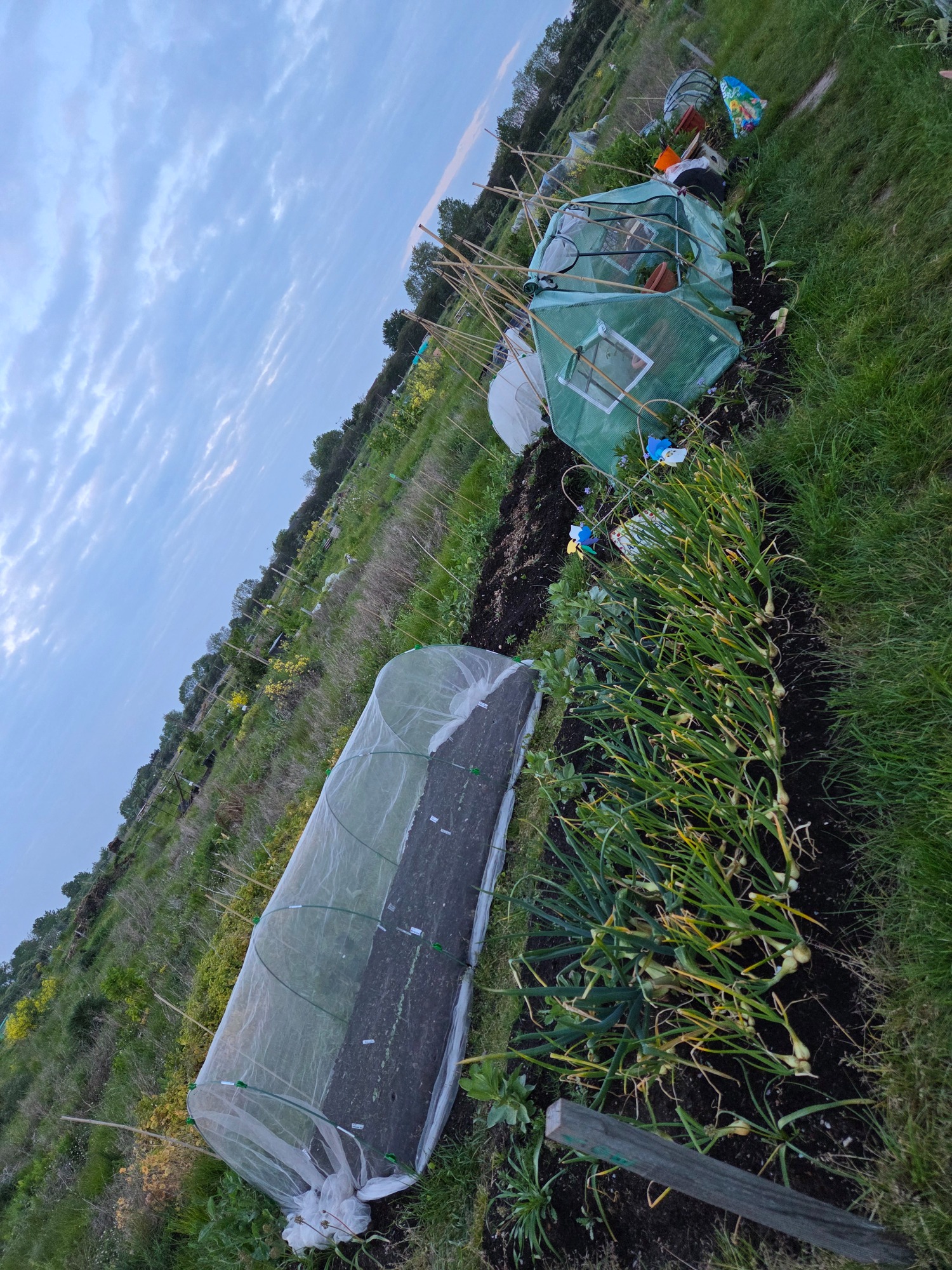 Surrounded by wilderness Rows of plants covered with nets in a garden, set against a cloudy sky.