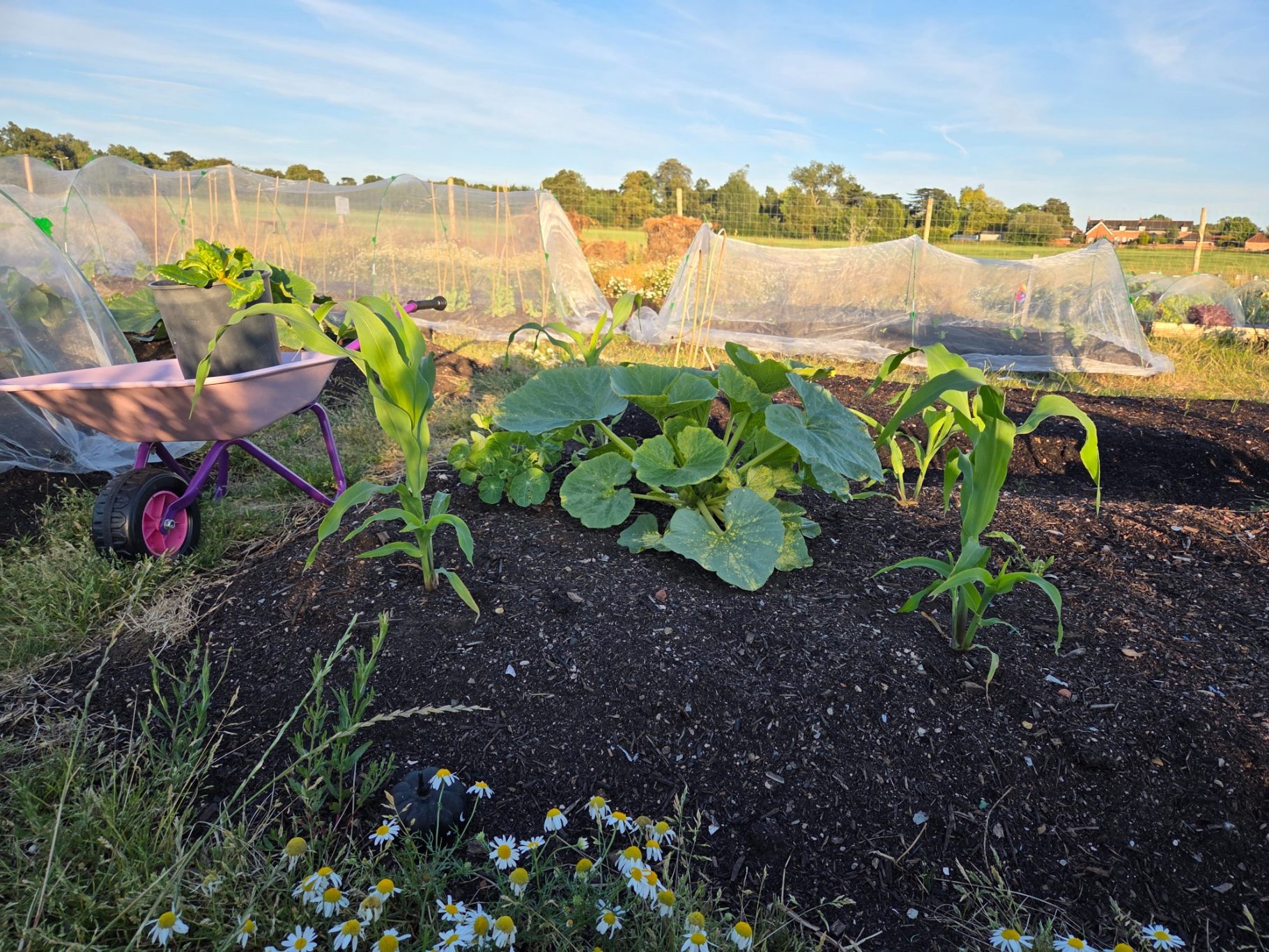 Vegetable garden with zucchini, corn, and a wheelbarrow in the background.