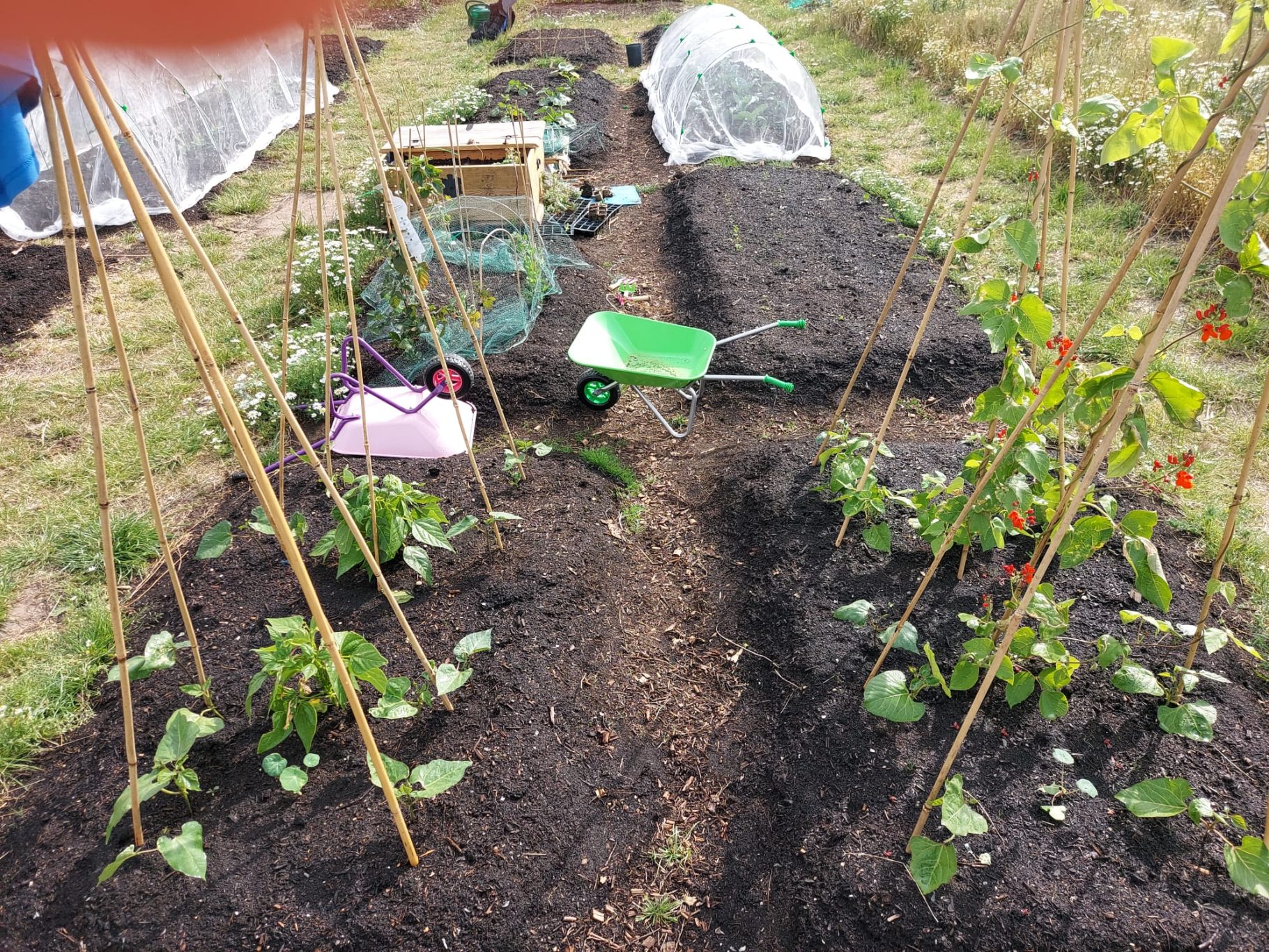 Vegetable garden beds with stakes, wheelbarrow, and protective covers for plants.