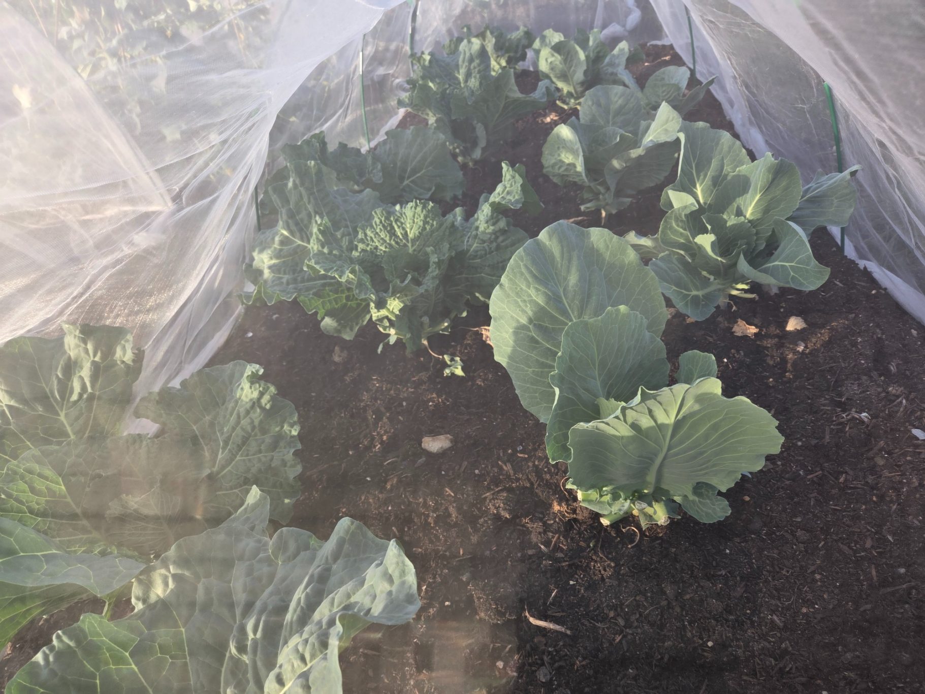 Cabbage plants growing in soil, covered with protective mesh.