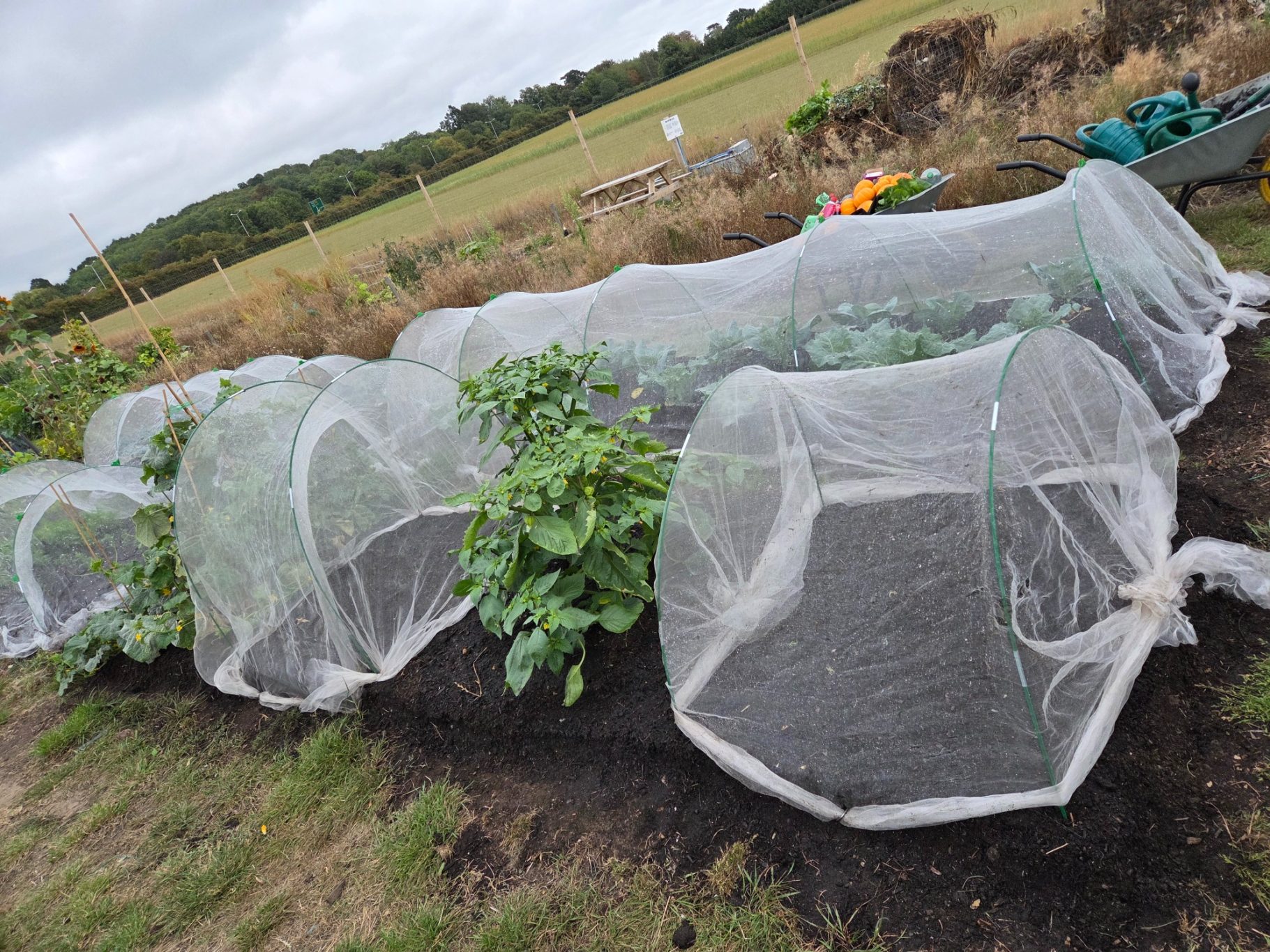 Vegetable patches covered with protective nets in a rural field setting.