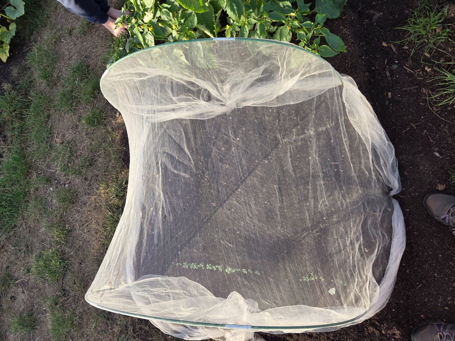 A garden bed covered with a lightweight protective netting.
