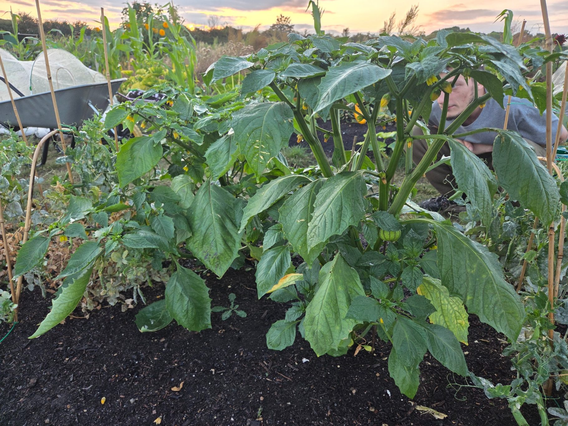 Two healthy green plants growing in a garden bed with soil and other vegetation nearby.