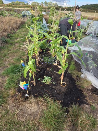 Person tending to crops in a field with green plants and protective coverings.