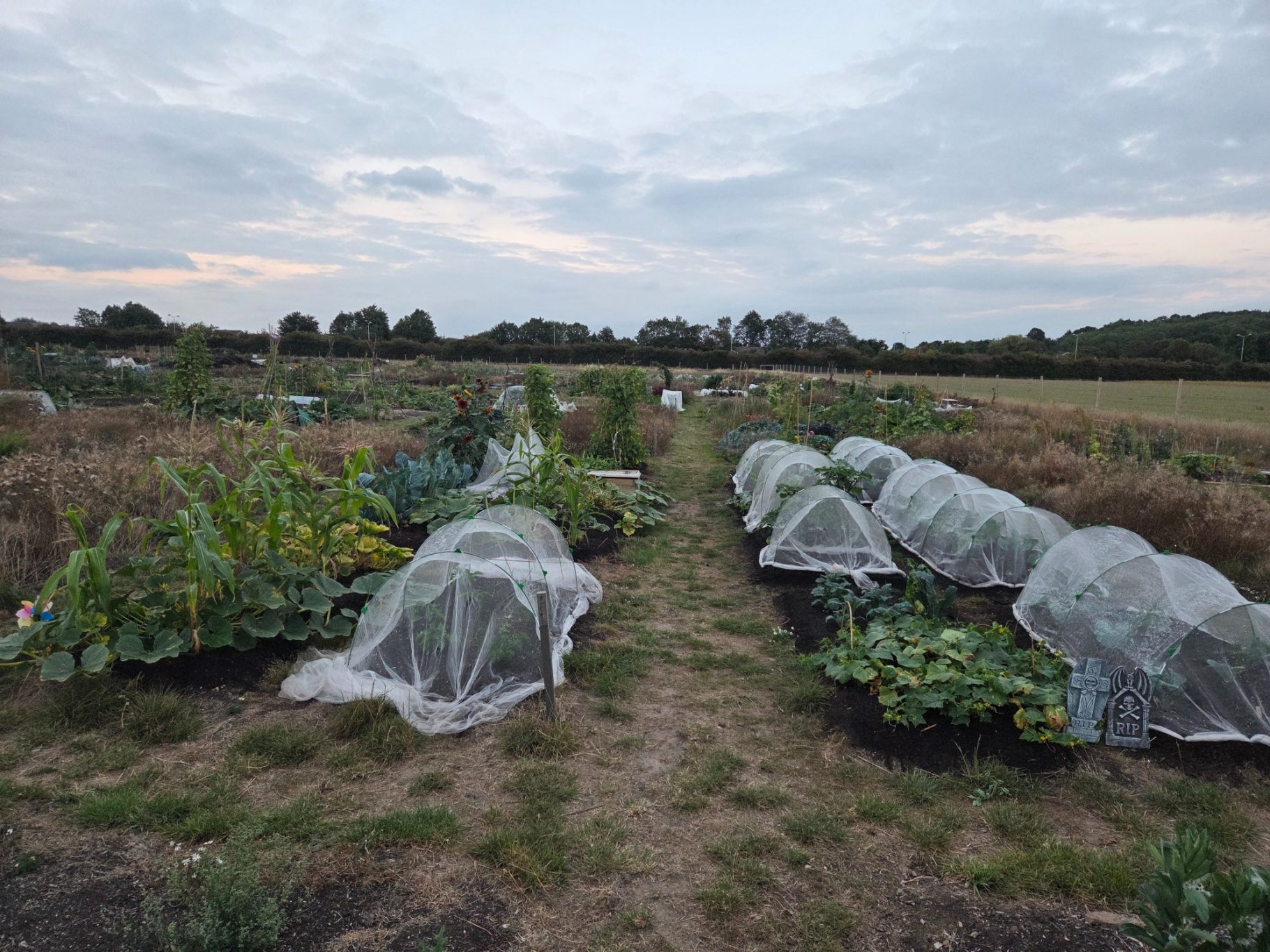 Row of vegetable plants covered with protective netting, set against a cloudy sky.