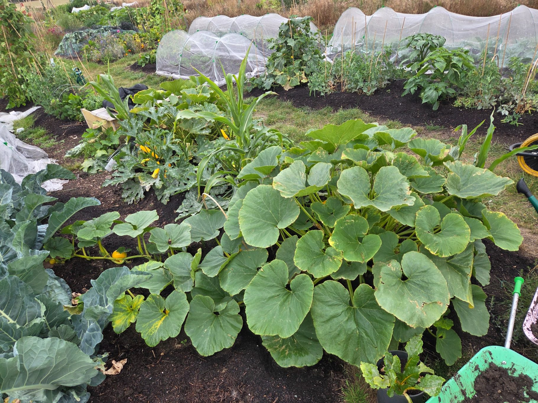 Lush garden with sprawling pumpkin plants and various vegetables in neat rows.